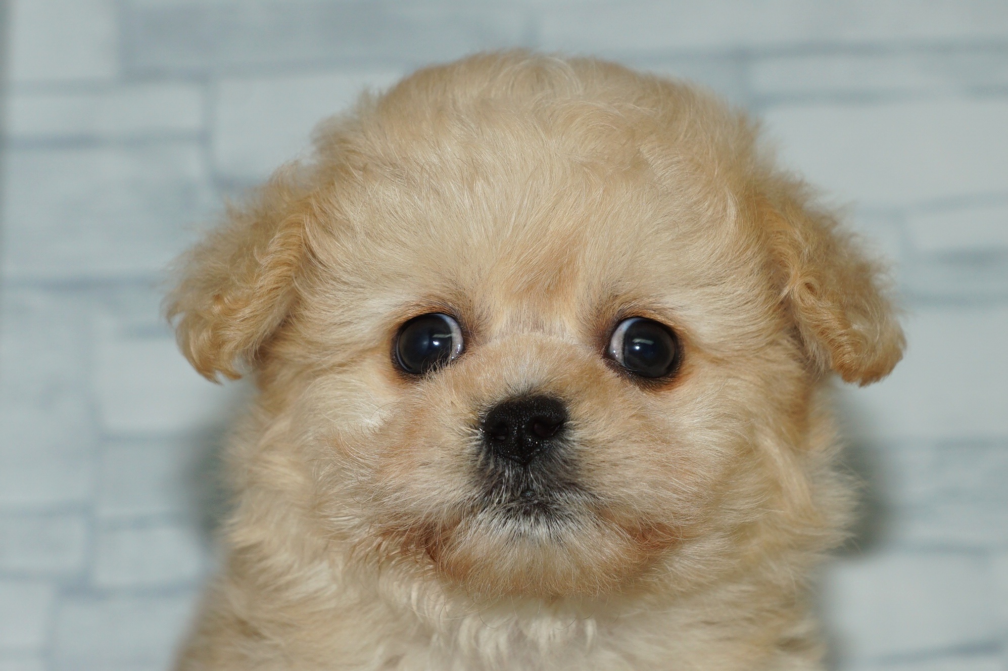 神奈川県のペキプー(ペキニーズ×プードル) (きくちペット湘南平塚店/2025年9月27日生まれ/女の子/アプリコット)の子犬の1枚目の画像