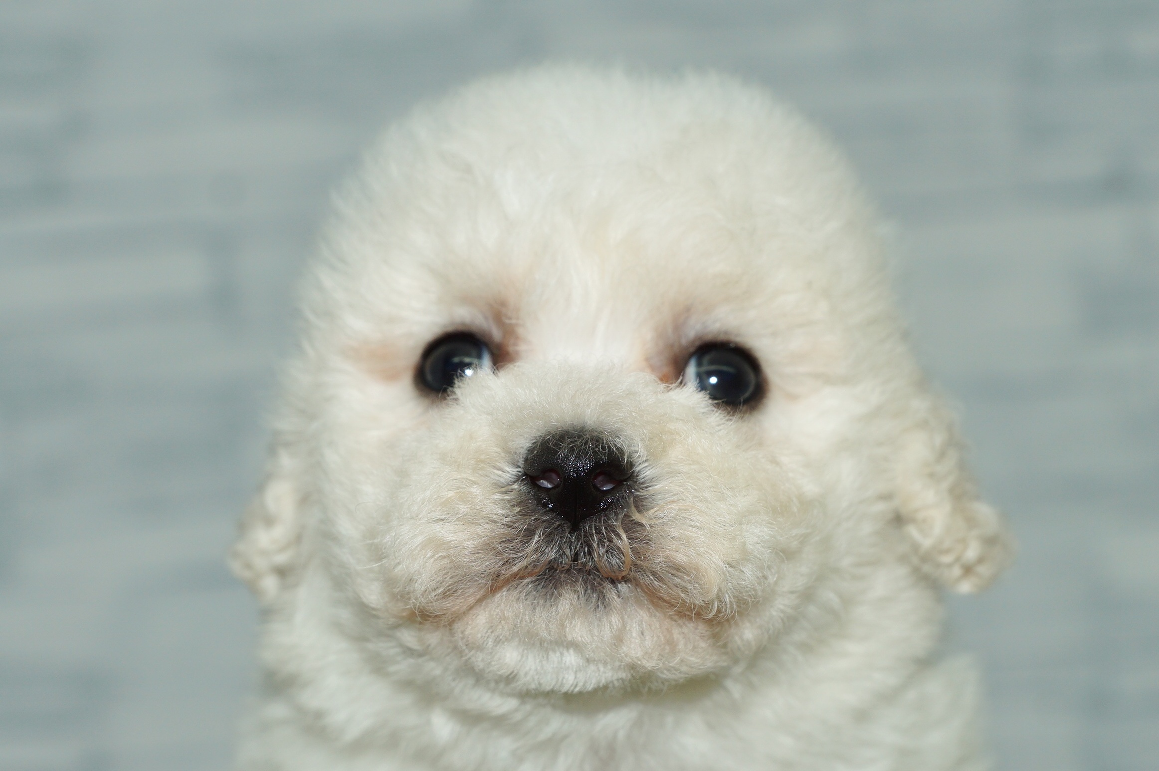 神奈川県のその他の仔犬 (きくちペット湘南平塚店/2025年9月27日生まれ/女の子/ホワイト)の子犬の1枚目の画像