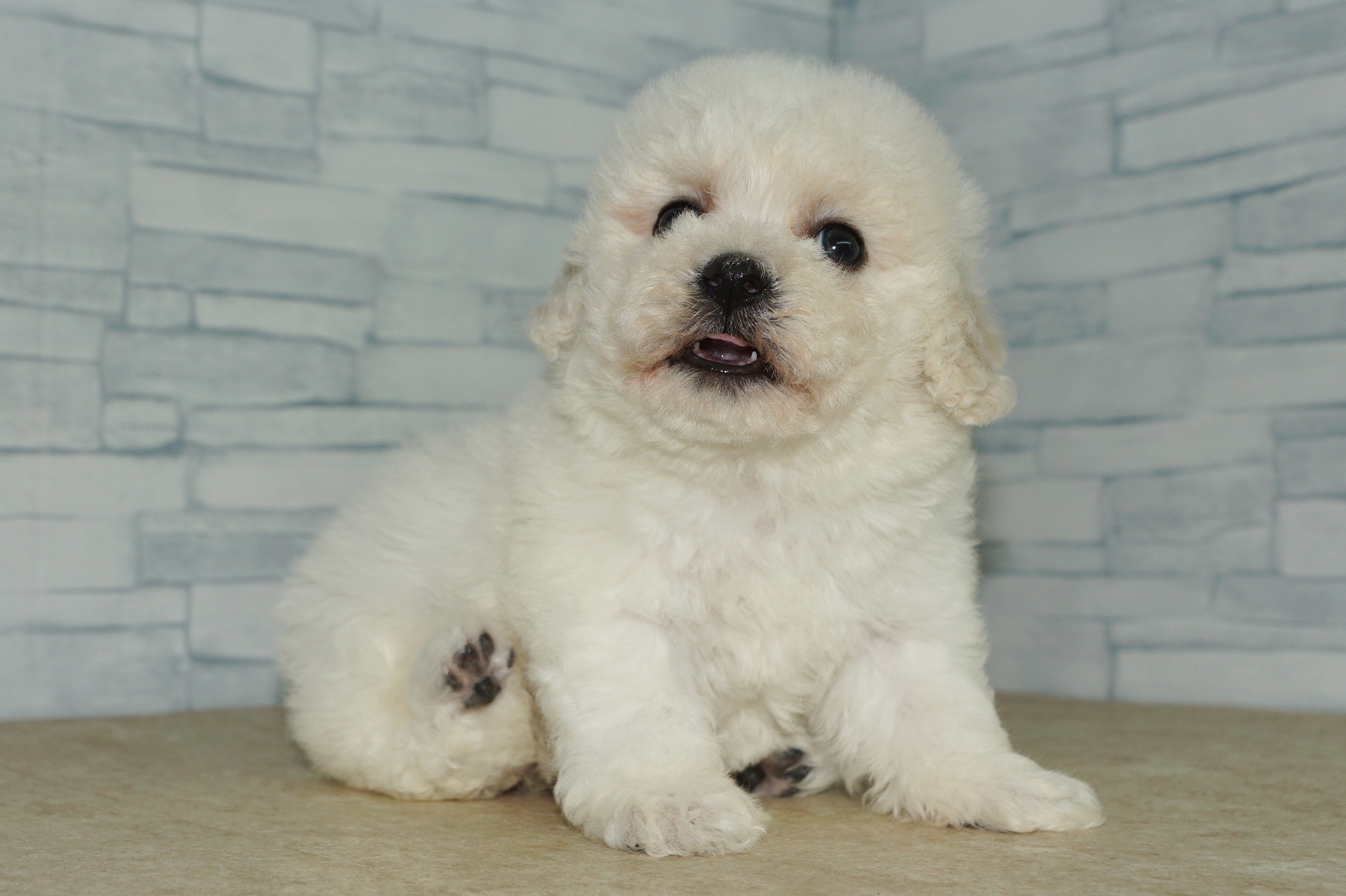 神奈川県のその他の仔犬 (きくちペット湘南平塚店/2025年9月27日生まれ/女の子/ホワイト)の子犬の2枚目の画像