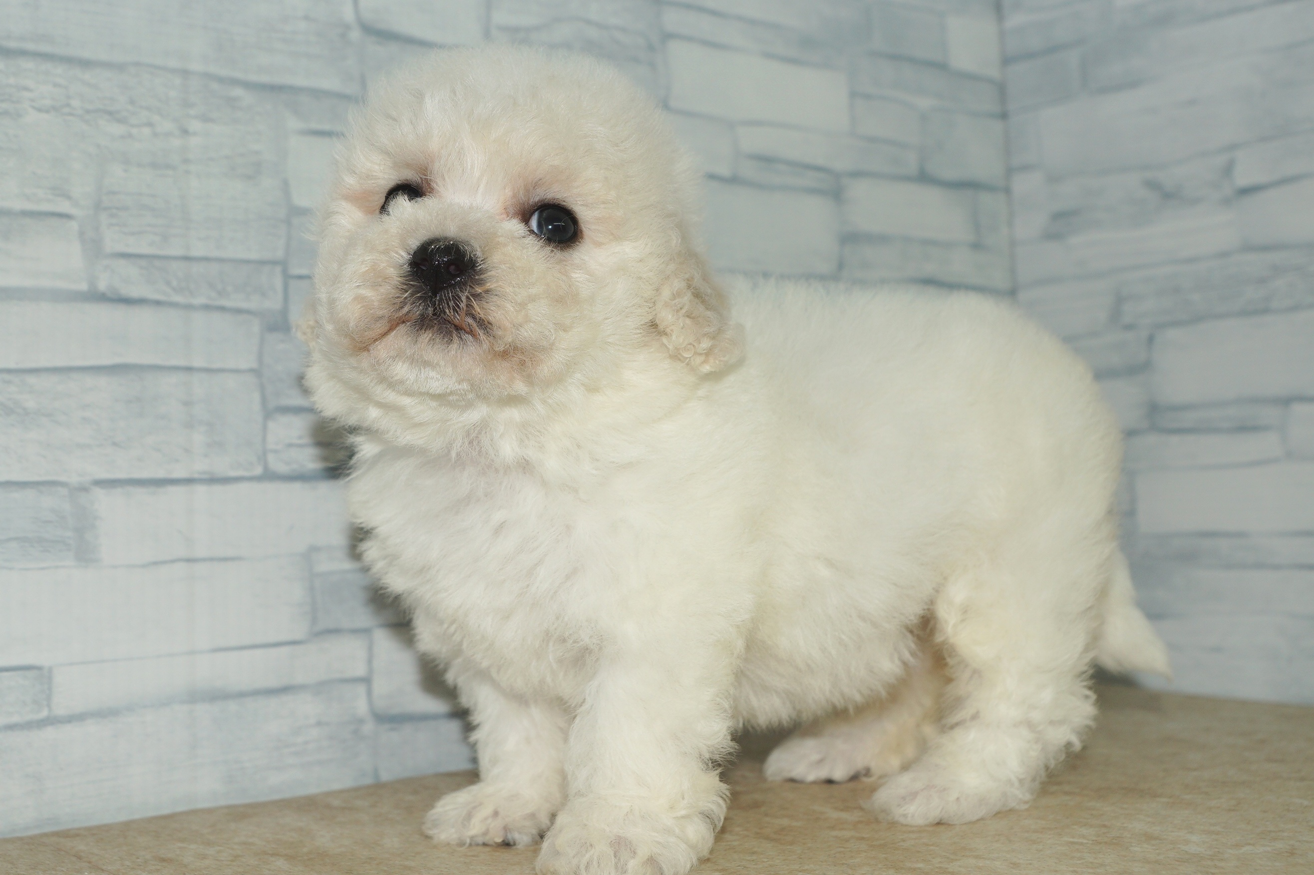 神奈川県のその他の仔犬 (きくちペット湘南平塚店/2025年9月27日生まれ/女の子/ホワイト)の子犬の3枚目の画像