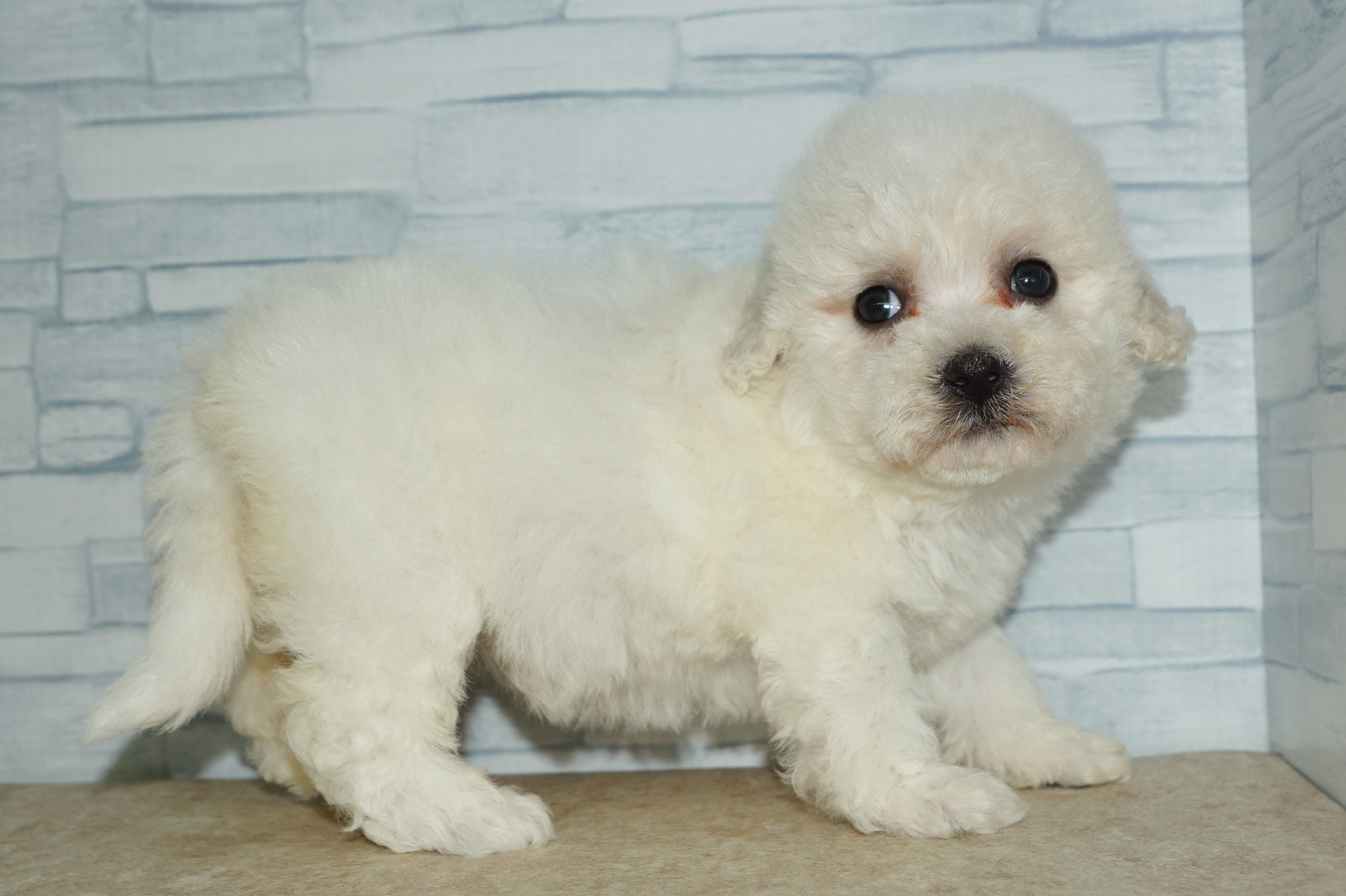 神奈川県のその他の仔犬 (きくちペット湘南平塚店/2025年9月27日生まれ/女の子/ホワイト)の子犬の4枚目の画像