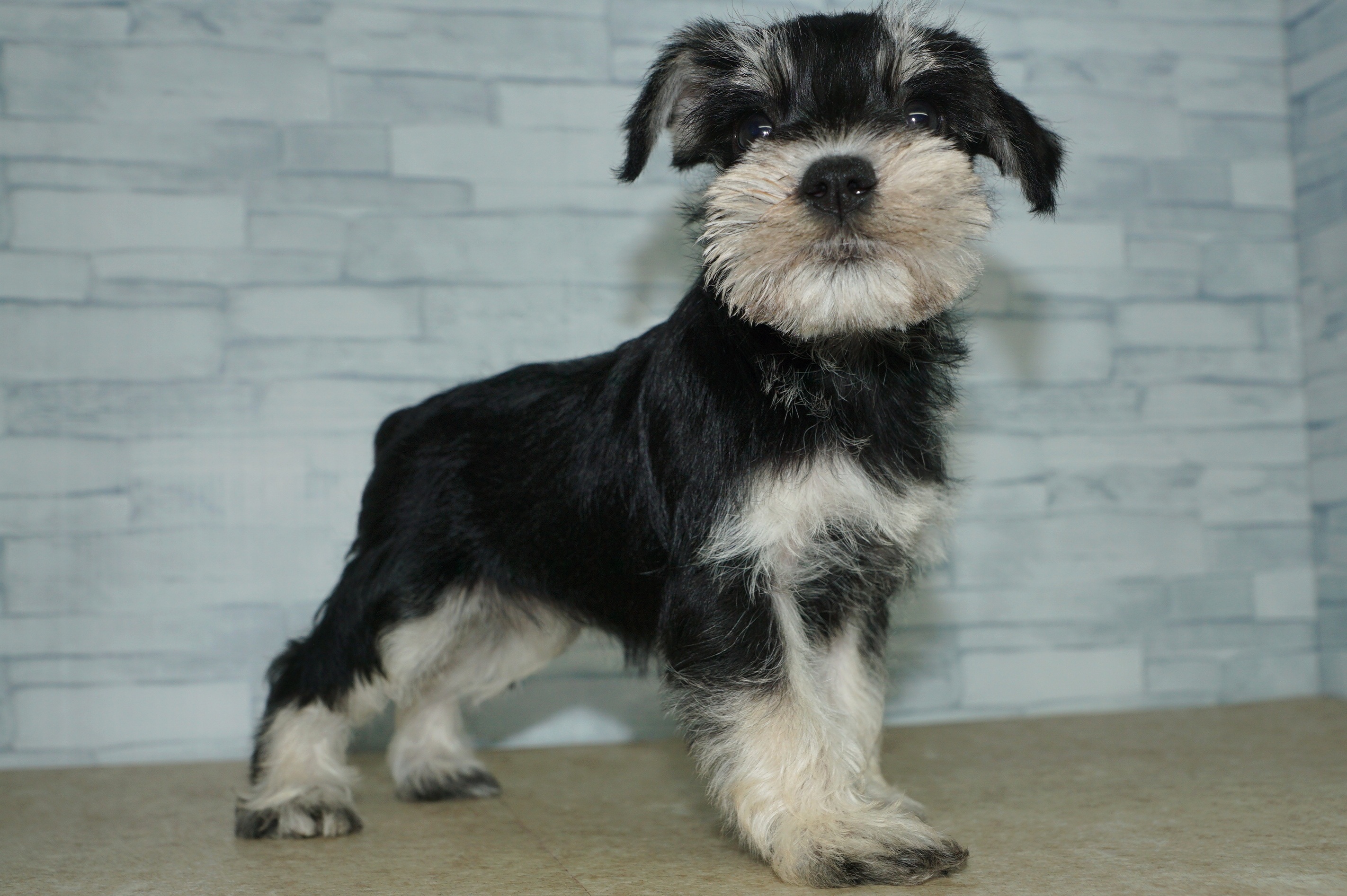 神奈川県のミニチュアシュナウザー (きくちペット湘南平塚店/2025年9月28日生まれ/女の子/ブラックシルバー)の子犬の3枚目の画像