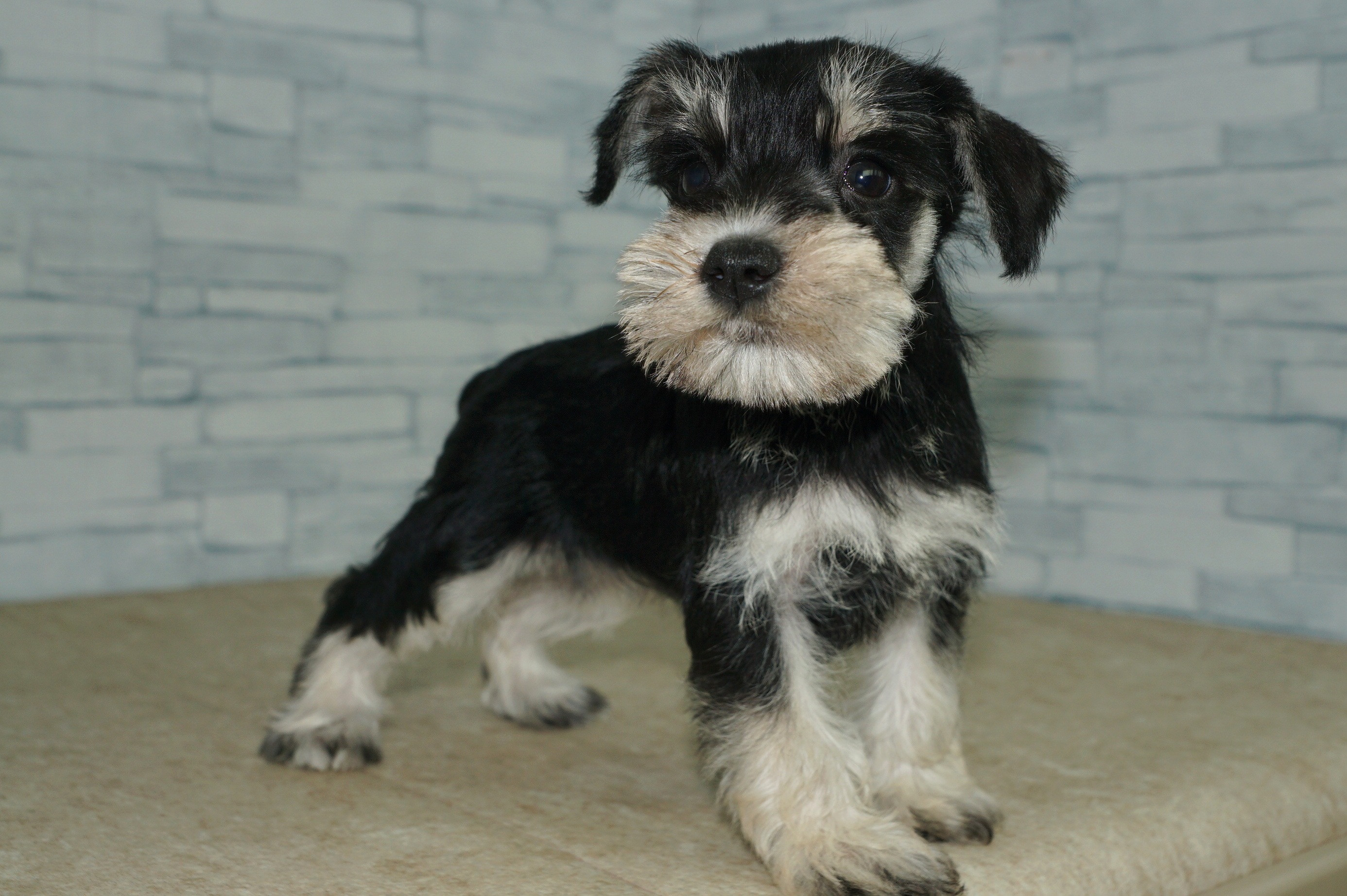 神奈川県のミニチュアシュナウザー (きくちペット湘南平塚店/2025年9月28日生まれ/女の子/ブラックシルバー)の子犬の4枚目の画像