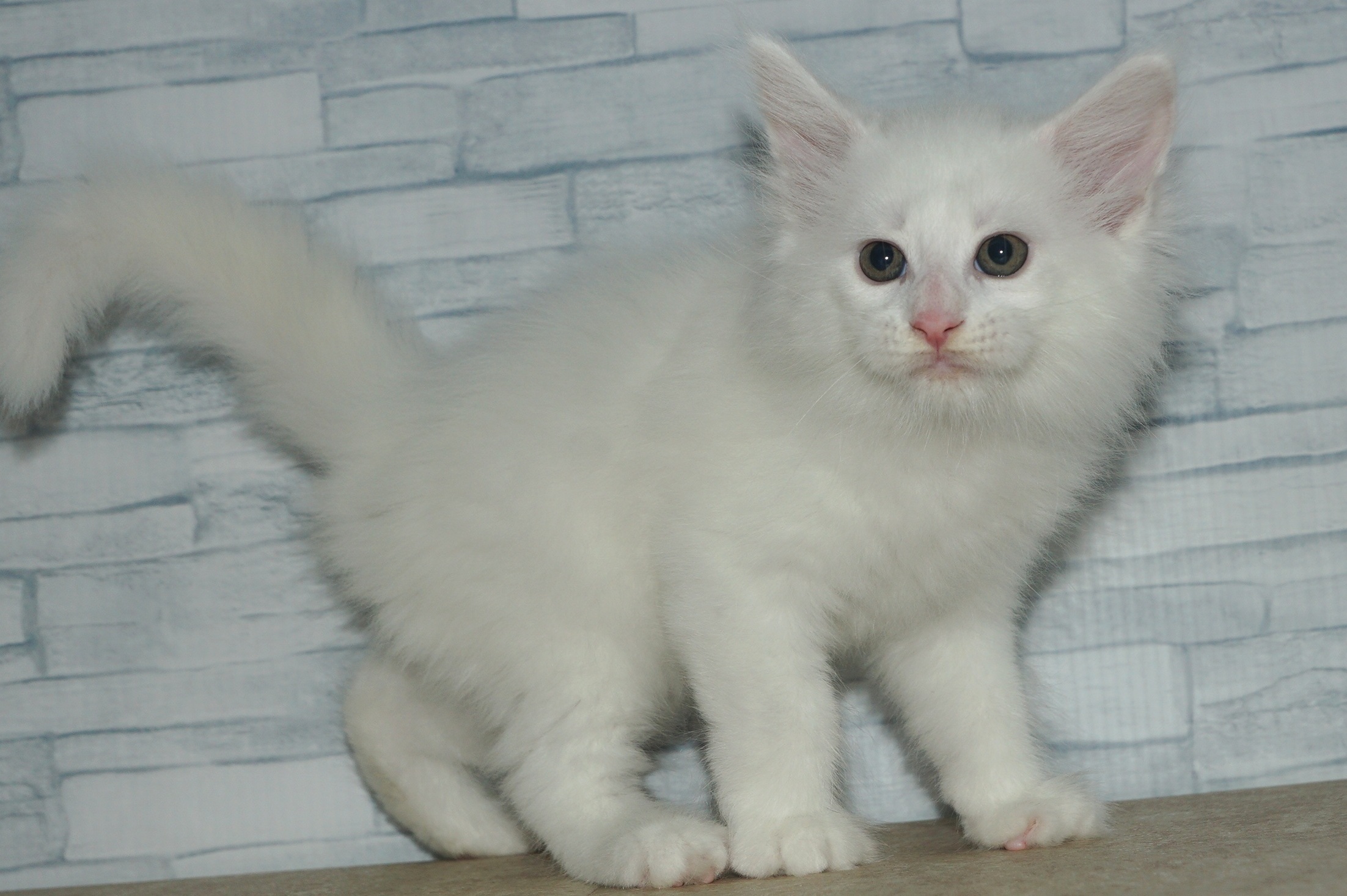 神奈川県のメインクーン (きくちペット湘南平塚店/2025年9月28日生まれ/男の子/ホワイト)の子猫の3枚目の画像