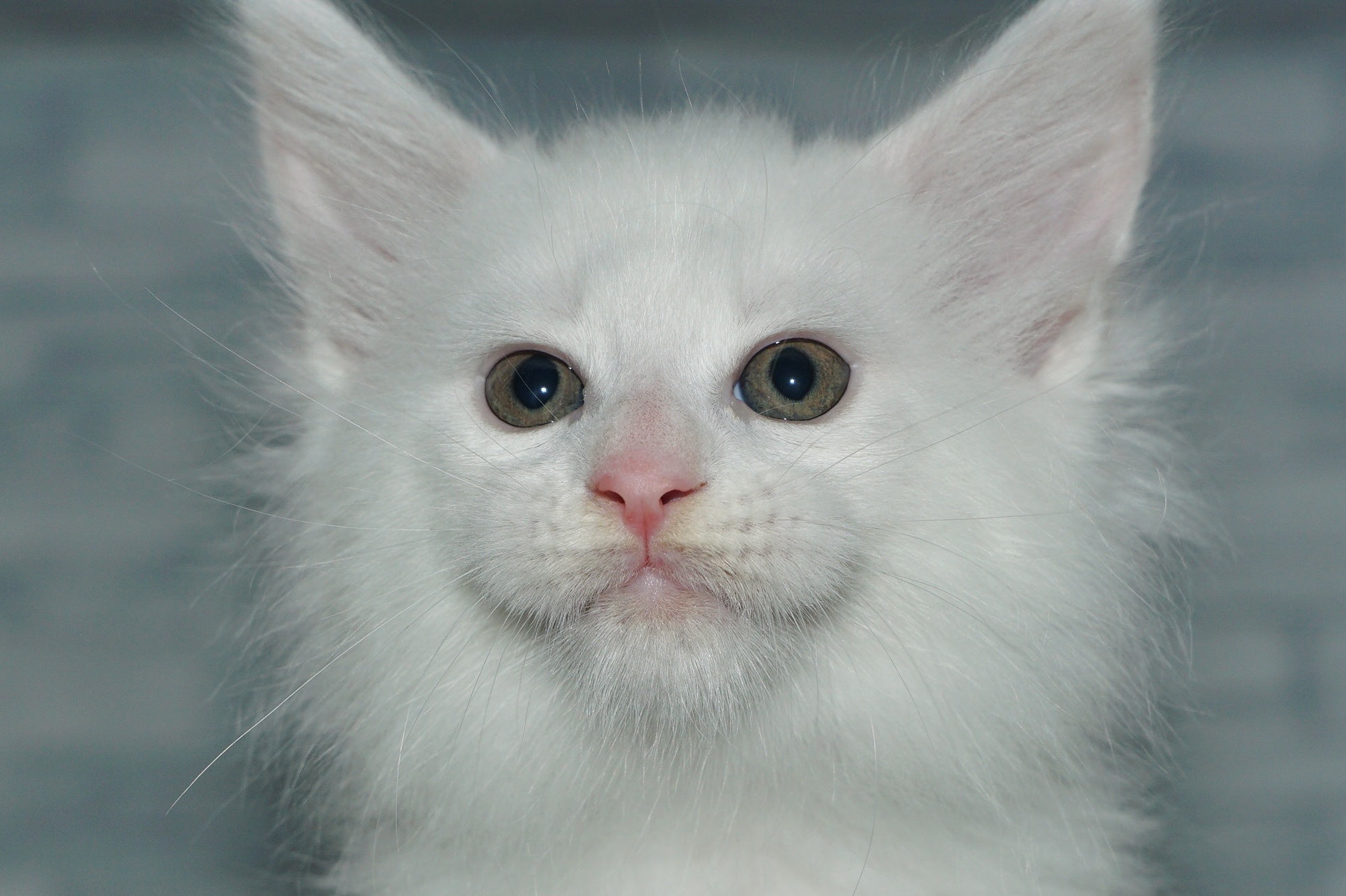 神奈川県のメインクーン (きくちペット湘南平塚店/2025年9月28日生まれ/男の子/ホワイト)の子猫の1枚目の画像