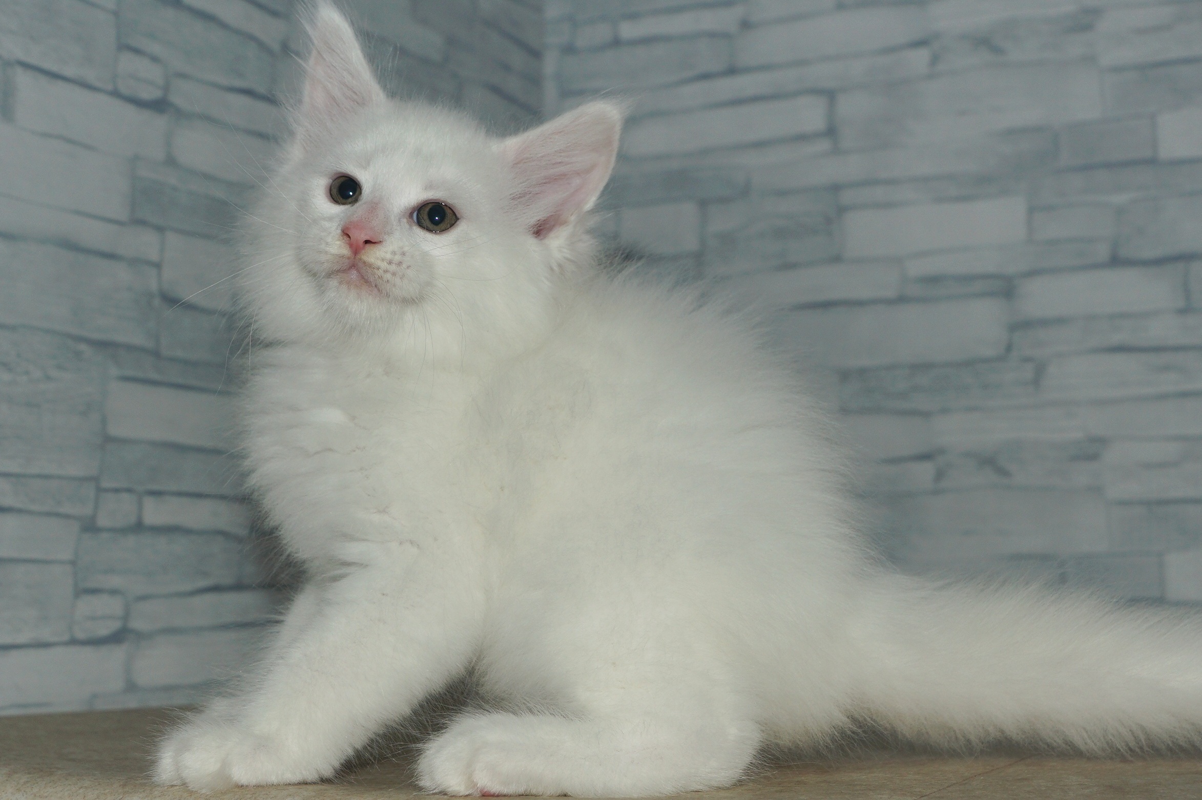 神奈川県のメインクーン (きくちペット湘南平塚店/2025年9月28日生まれ/男の子/ホワイト)の子猫の4枚目の画像