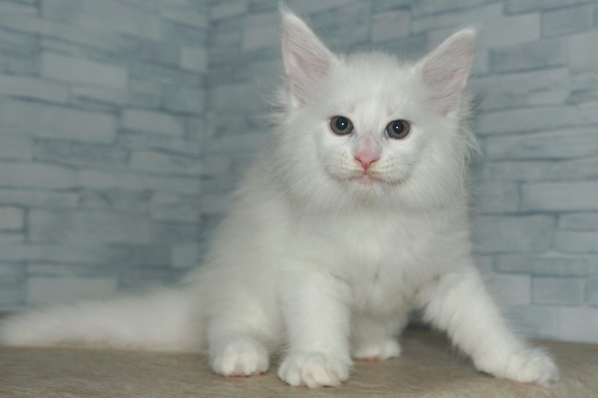 神奈川県のメインクーン (きくちペット湘南平塚店/2025年9月28日生まれ/男の子/ホワイト)の子猫の2枚目の画像