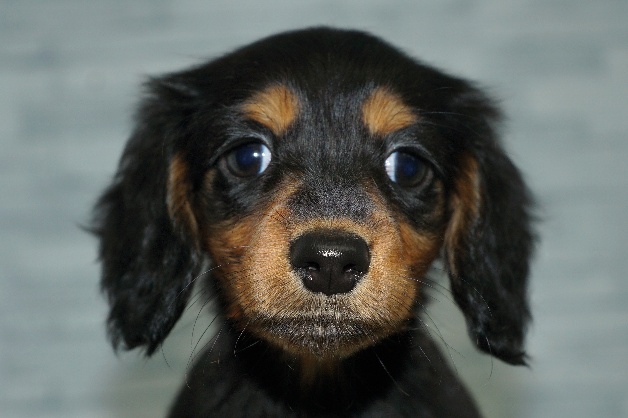 神奈川県のミニチュアダックスフンド(ロング) (きくちペット湘南平塚店/2025年9月28日生まれ/女の子/ブラックタン)の子犬の1枚目の画像