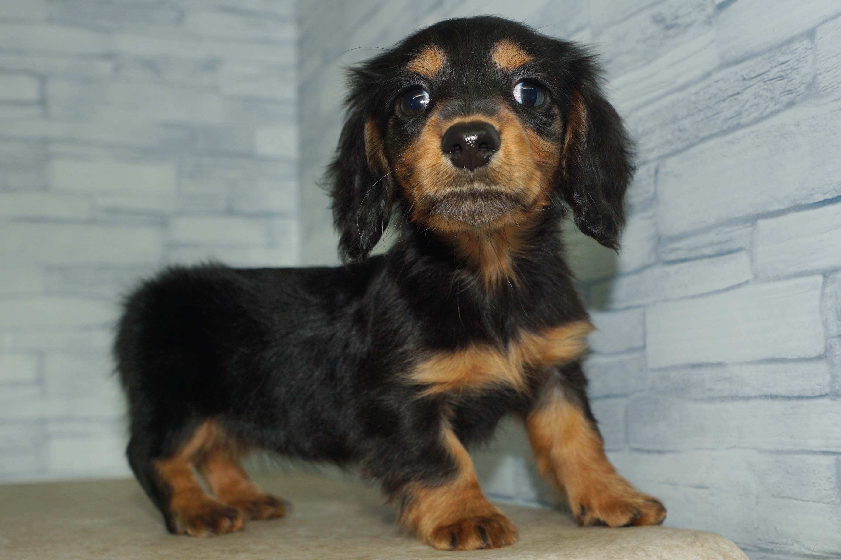 神奈川県のミニチュアダックスフンド(ロング) (きくちペット湘南平塚店/2025年9月28日生まれ/女の子/ブラックタン)の子犬の3枚目の画像