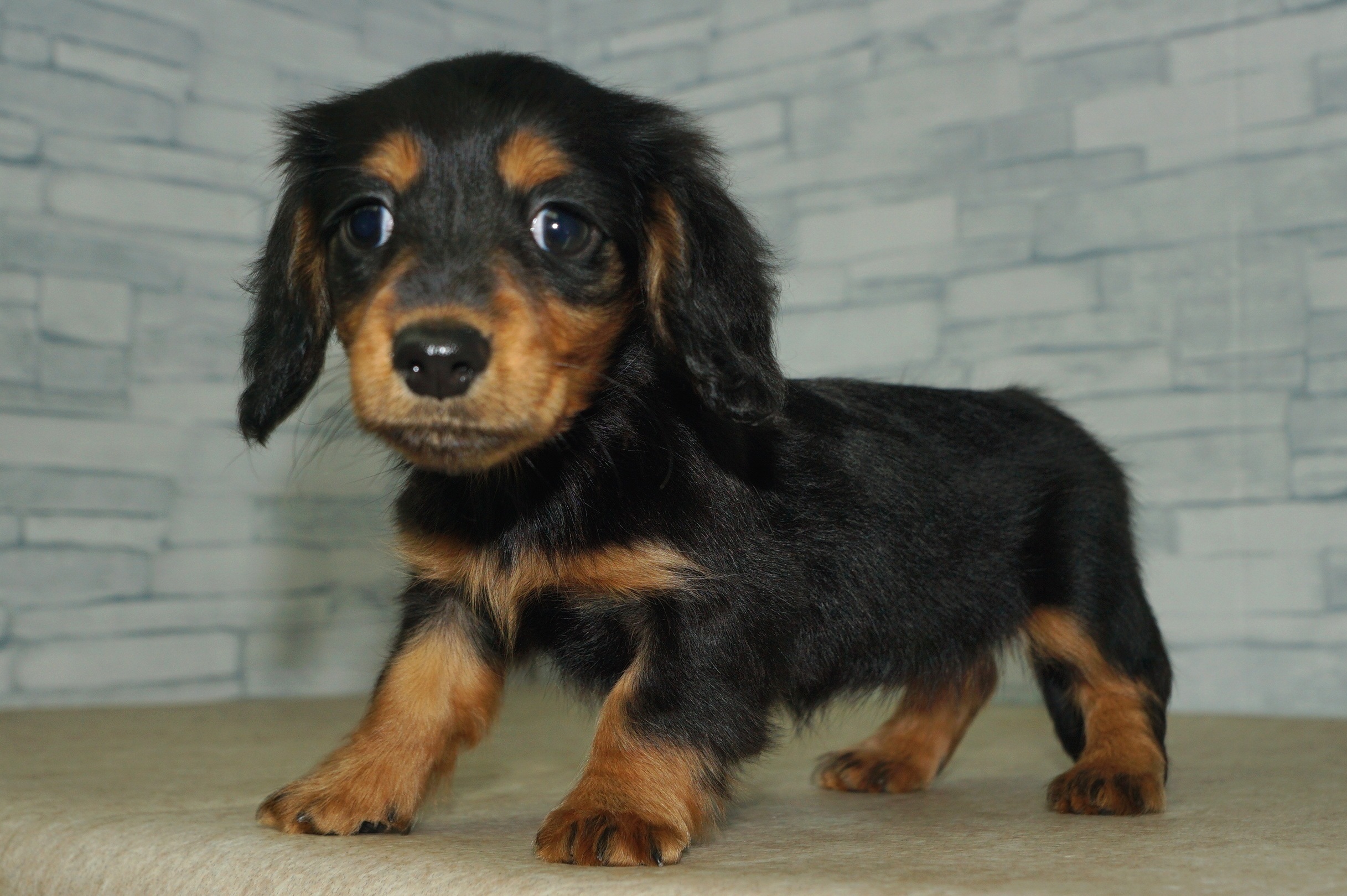 神奈川県のミニチュアダックスフンド(ロング) (きくちペット湘南平塚店/2025年9月28日生まれ/女の子/ブラックタン)の子犬の4枚目の画像