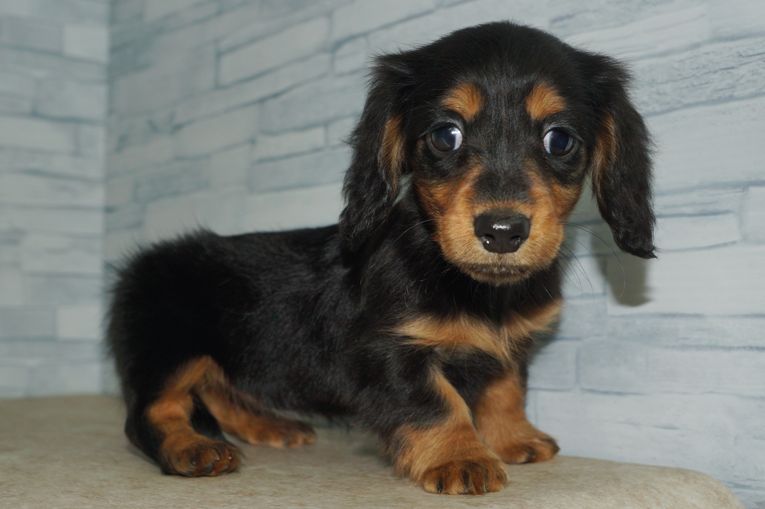 神奈川県のミニチュアダックスフンド(ロング) (きくちペット湘南平塚店/2025年9月28日生まれ/女の子/ブラックタン)の子犬の2枚目の画像