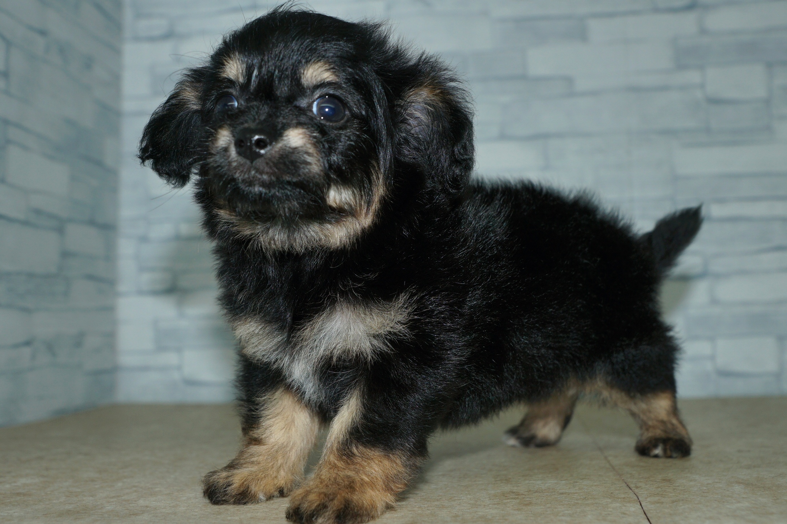 神奈川県のチワプー/プーチー(チワワ×プードル) (きくちペット湘南平塚店/2025年9月28日生まれ/女の子/ブラックタン)の子犬の4枚目の画像