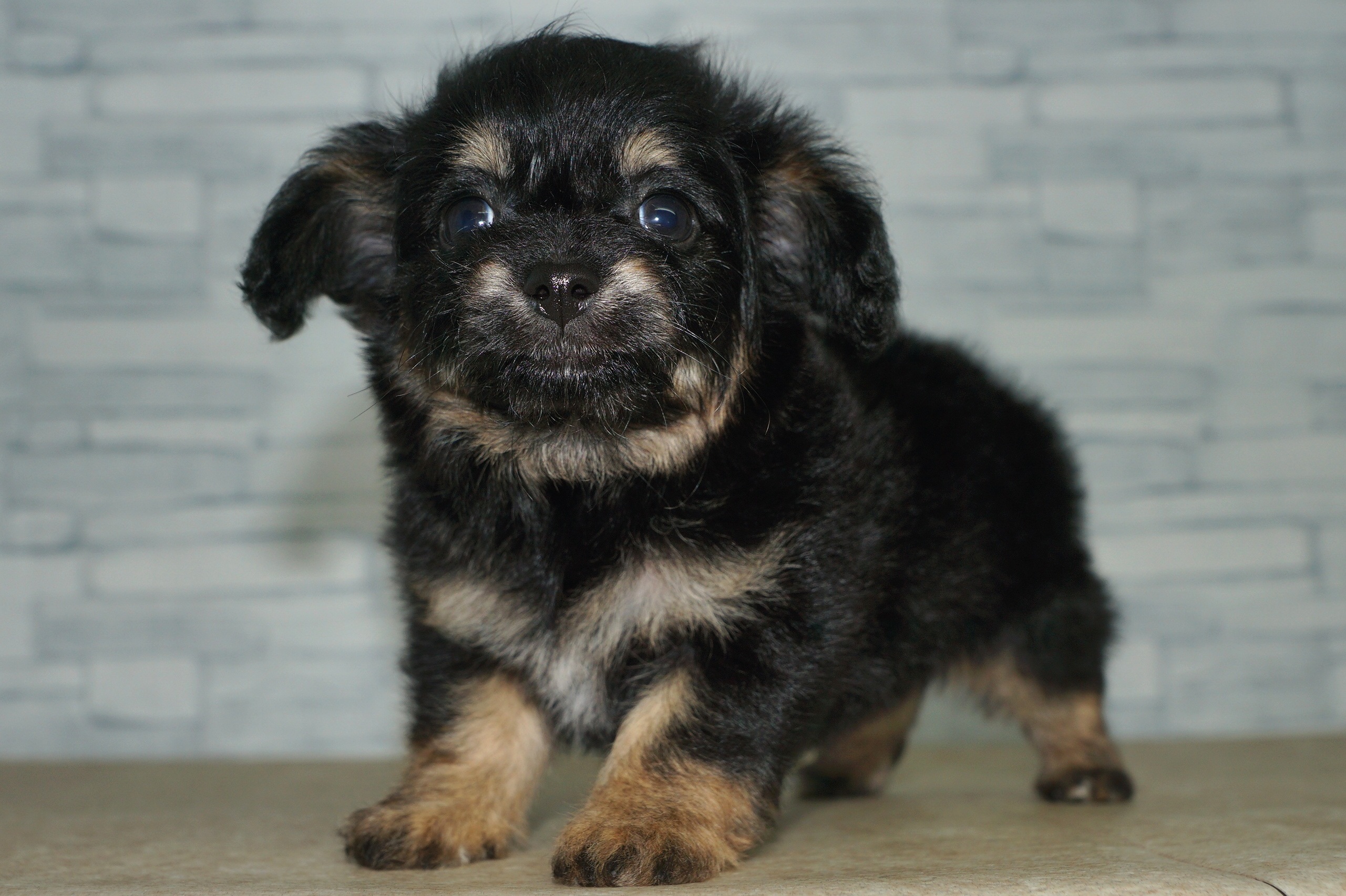 神奈川県のチワプー/プーチー(チワワ×プードル) (きくちペット湘南平塚店/2025年9月28日生まれ/女の子/ブラックタン)の子犬の3枚目の画像