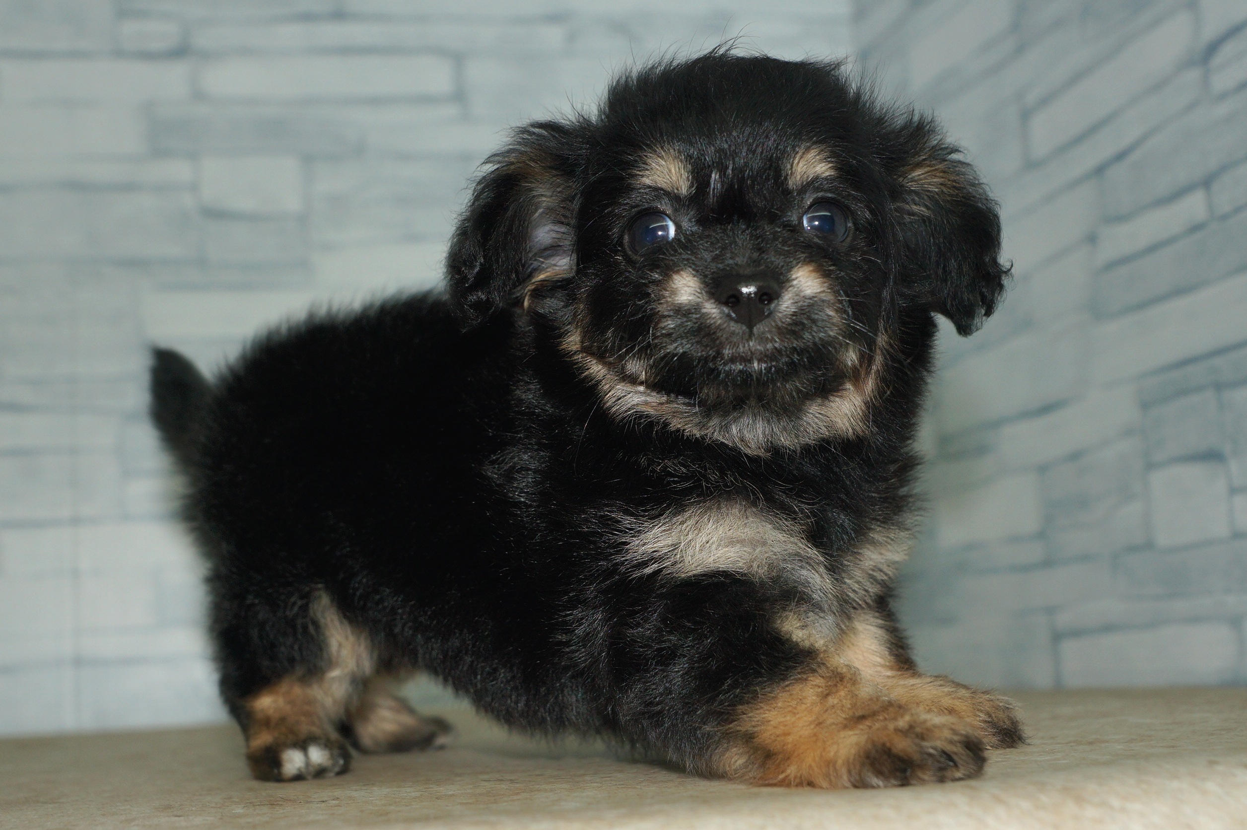 神奈川県のチワプー/プーチー(チワワ×プードル) (きくちペット湘南平塚店/2025年9月28日生まれ/女の子/ブラックタン)の子犬の2枚目の画像