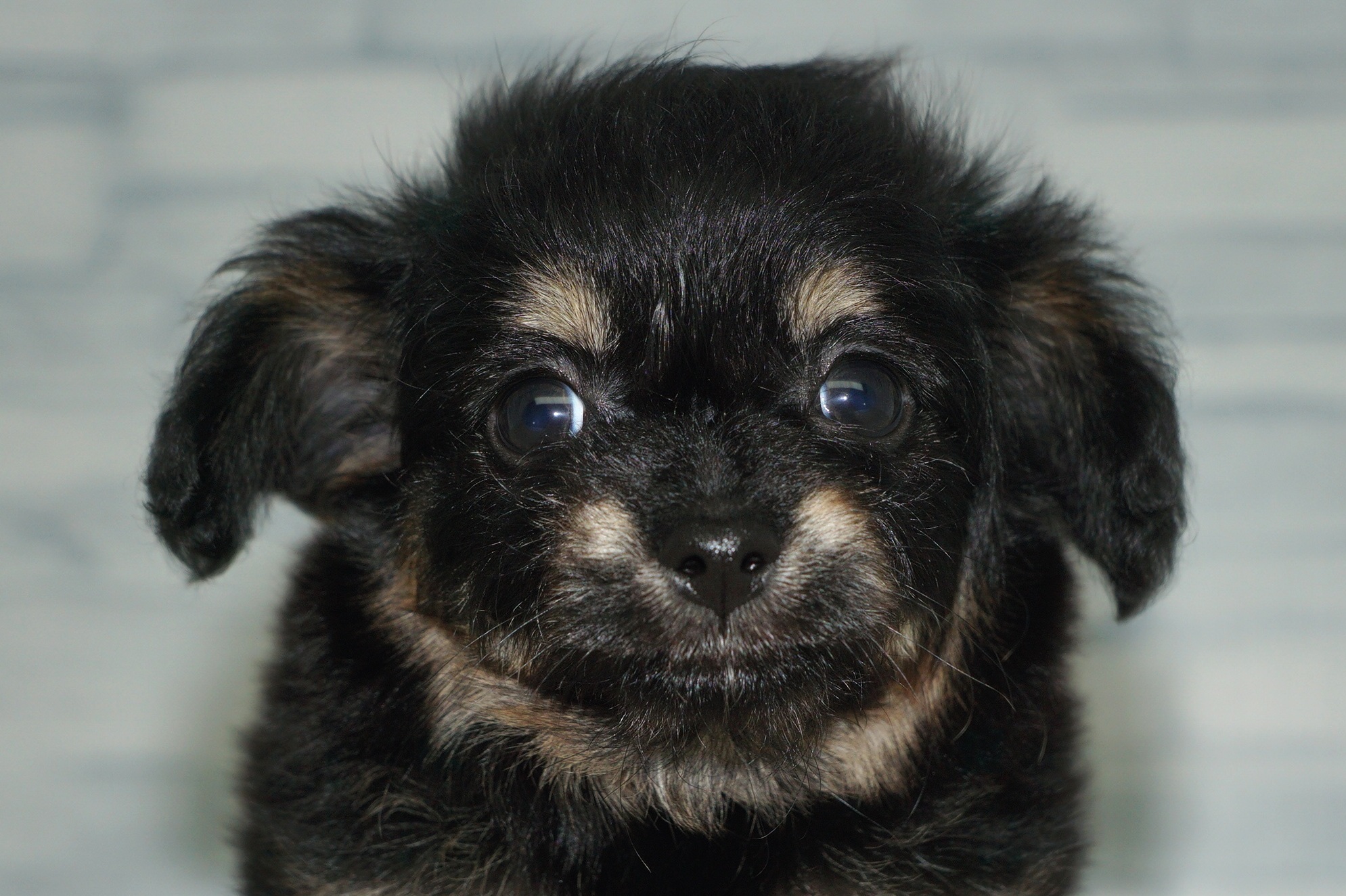 神奈川県のチワプー/プーチー(チワワ×プードル) (きくちペット湘南平塚店/2025年9月28日生まれ/女の子/ブラックタン)の子犬の1枚目の画像