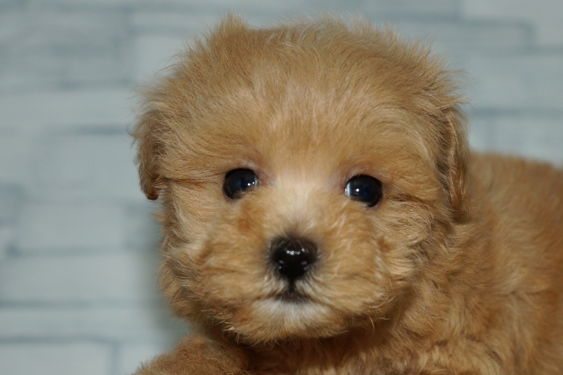 神奈川県のマルプー(マルチーズ×プードル) (きくちペット湘南平塚店/2025年10月3日生まれ/女の子/アプリコット)の子犬の1枚目の画像