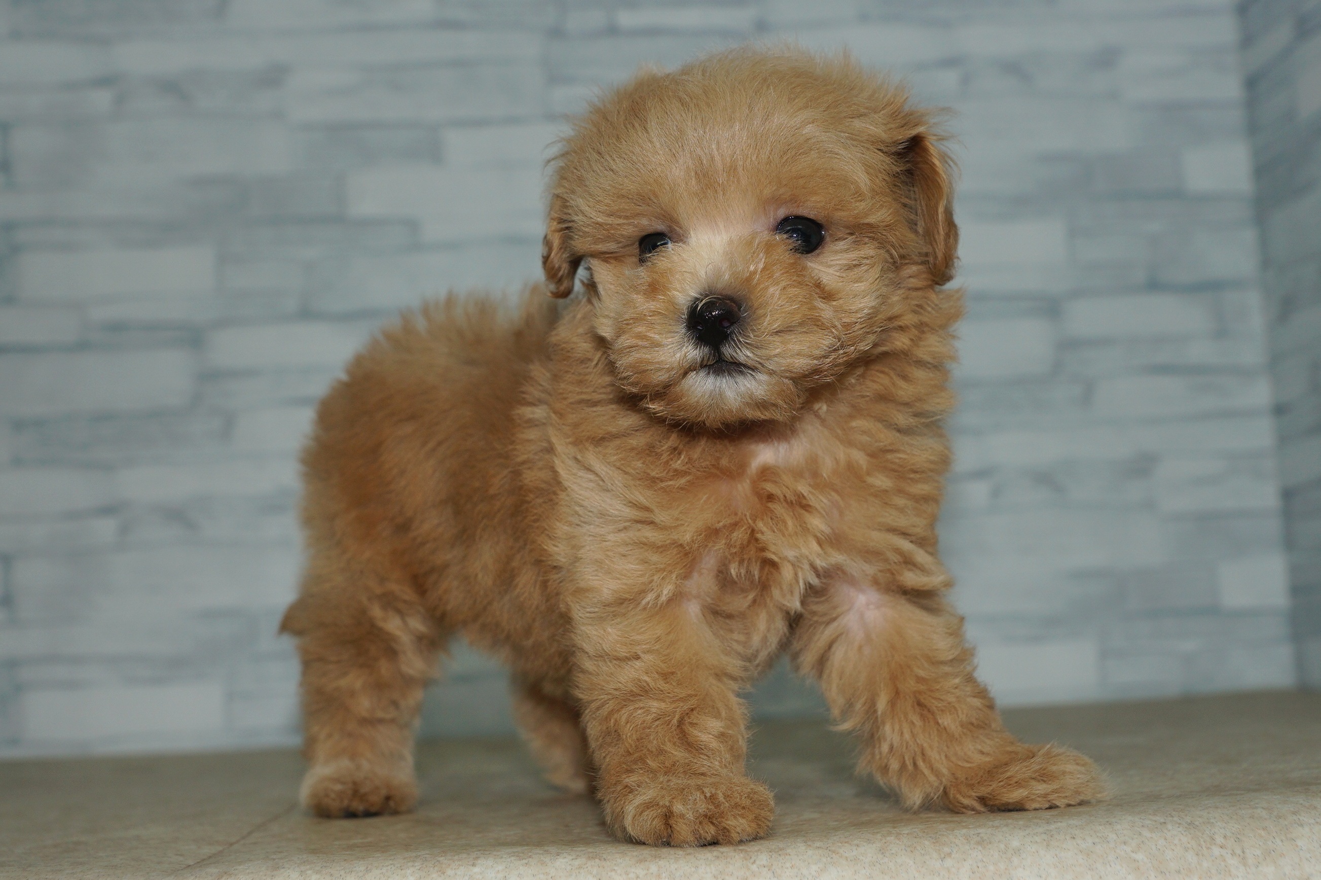 神奈川県のマルプー(マルチーズ×プードル) (きくちペット湘南平塚店/2025年10月3日生まれ/女の子/アプリコット)の子犬の3枚目の画像