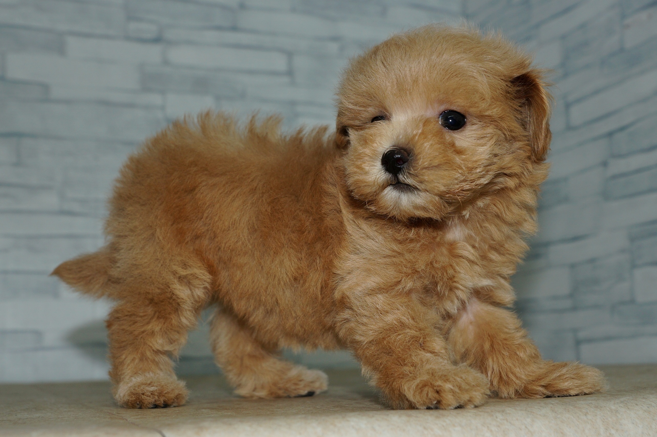 神奈川県のマルプー(マルチーズ×プードル) (きくちペット湘南平塚店/2025年10月3日生まれ/女の子/アプリコット)の子犬の2枚目の画像