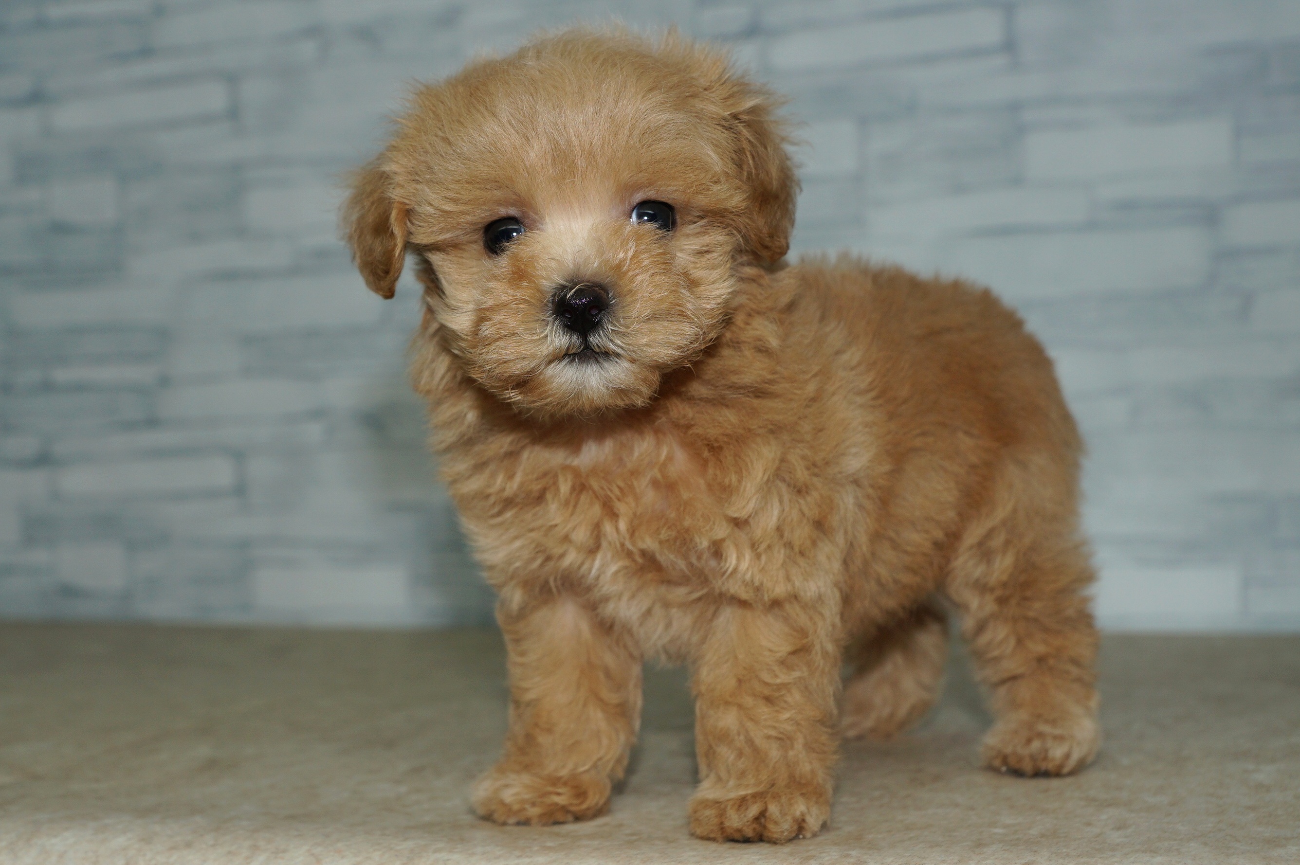 神奈川県のマルプー(マルチーズ×プードル) (きくちペット湘南平塚店/2025年10月3日生まれ/女の子/アプリコット)の子犬の4枚目の画像