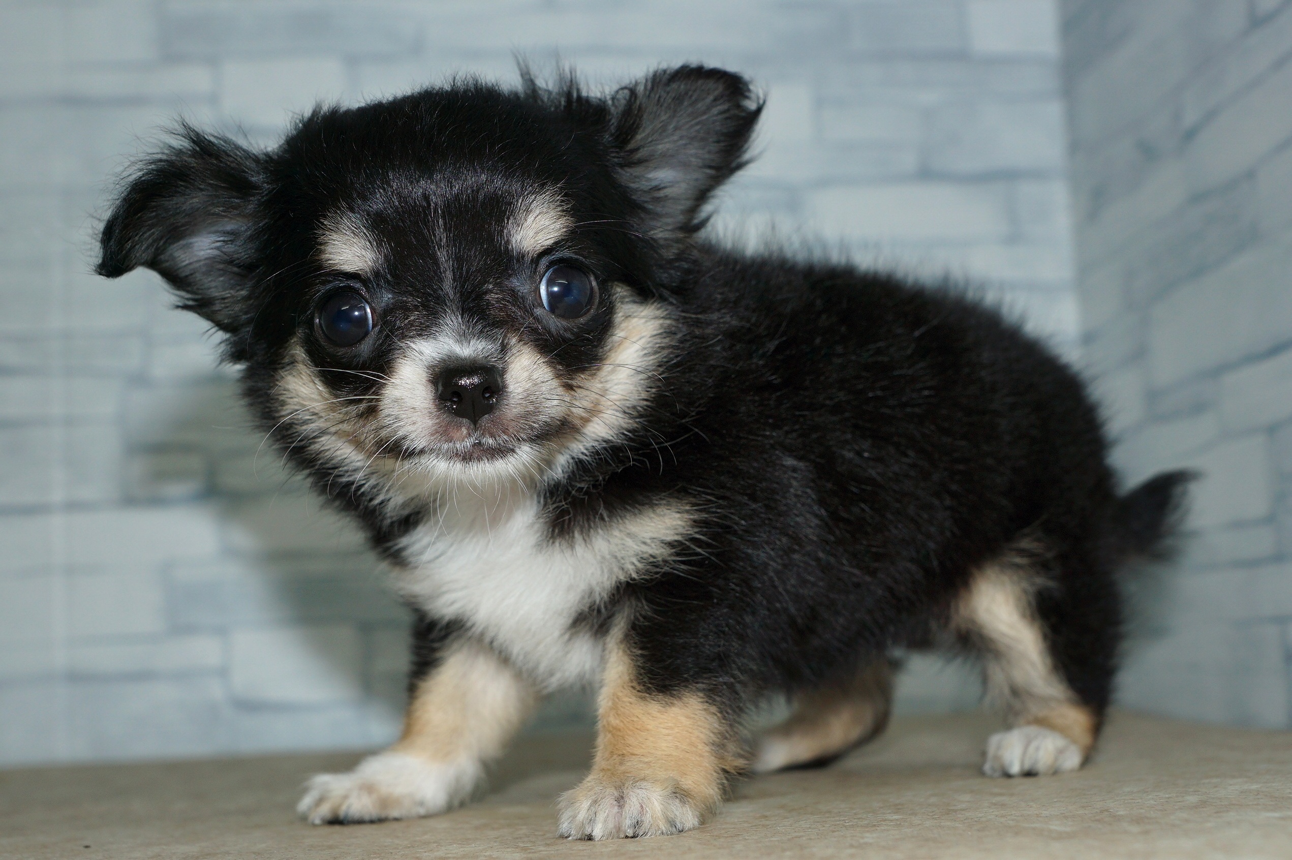 神奈川県のチワワ(ロング) (きくちペット湘南平塚店/2025年10月1日生まれ/女の子/ブラックホワイトタン)の子犬の4枚目の画像