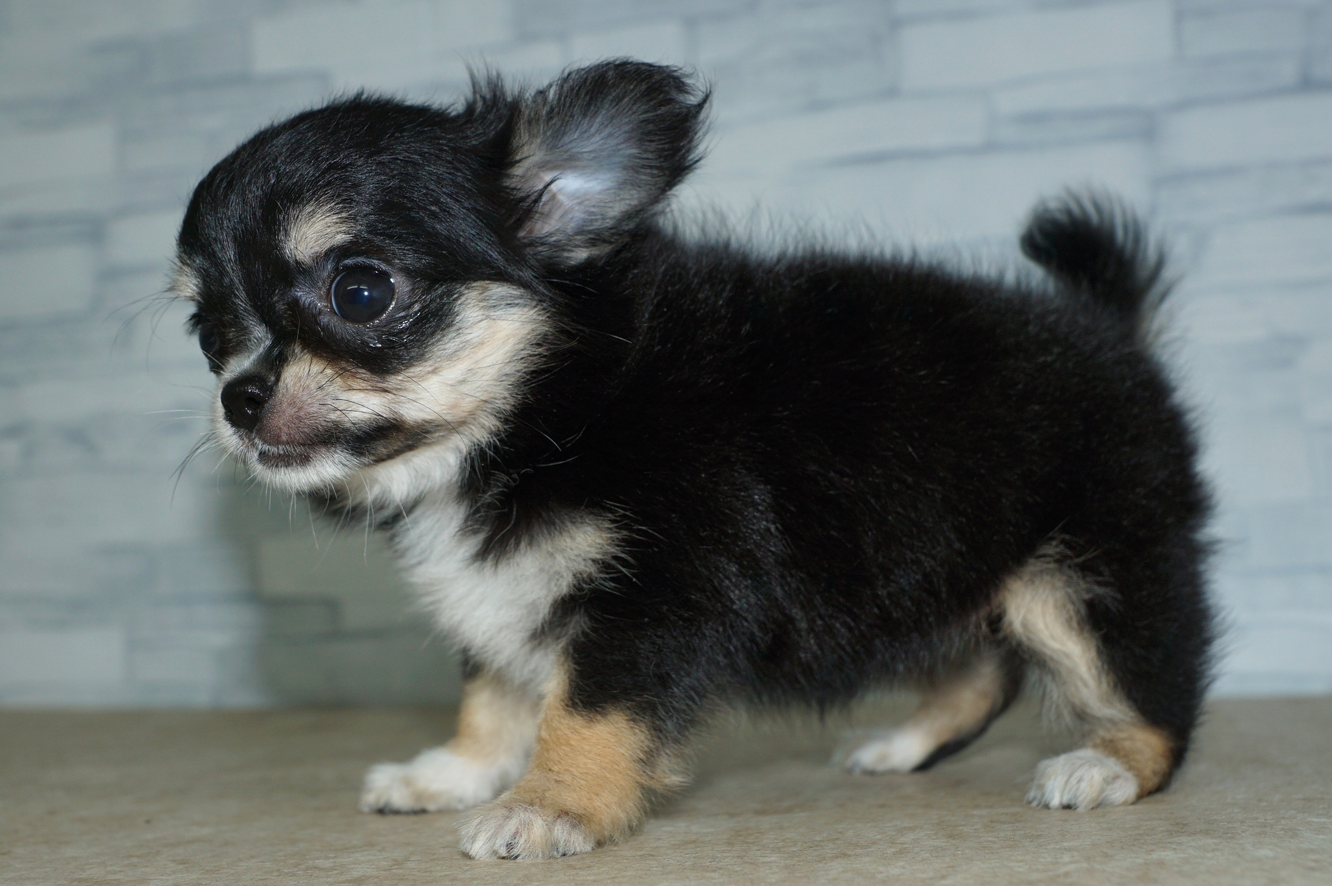 神奈川県のチワワ(ロング) (きくちペット湘南平塚店/2025年10月1日生まれ/女の子/ブラックホワイトタン)の子犬の3枚目の画像