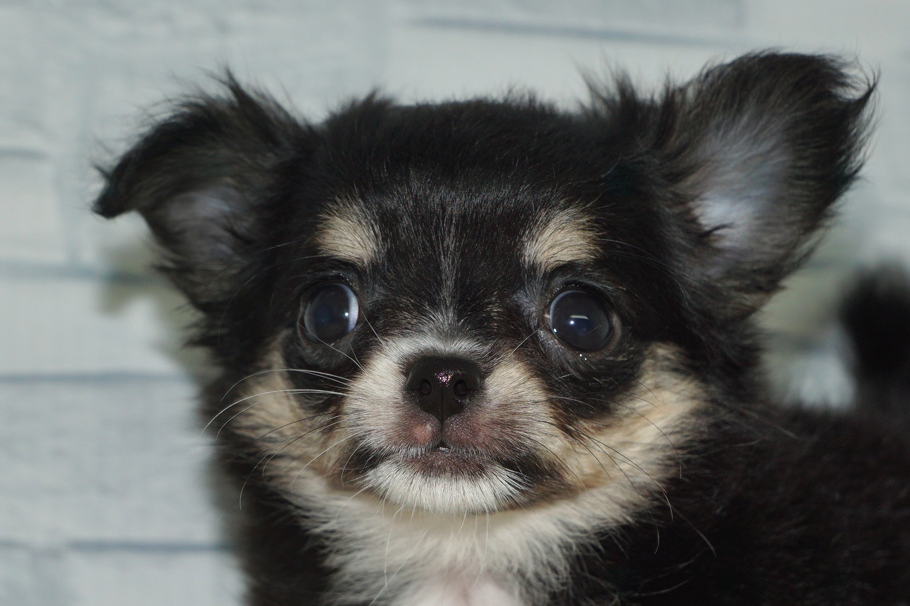 神奈川県のチワワ(ロング) (きくちペット湘南平塚店/2025年10月1日生まれ/女の子/ブラックホワイトタン)の子犬の1枚目の画像