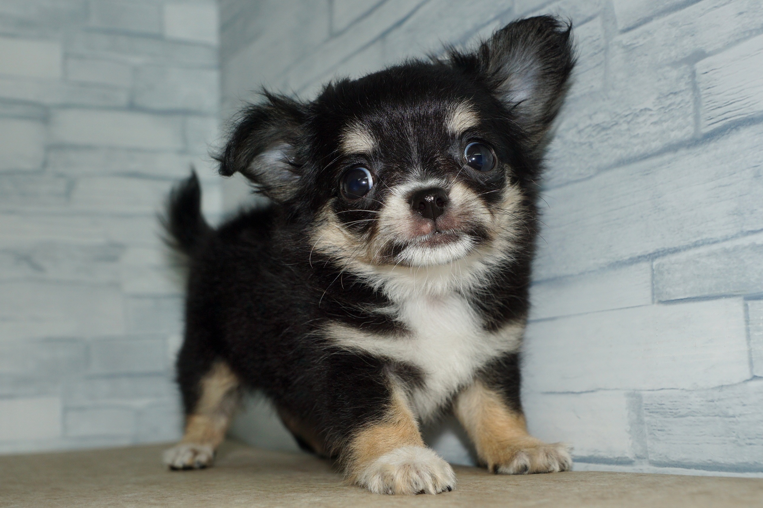 神奈川県のチワワ(ロング) (きくちペット湘南平塚店/2025年10月1日生まれ/女の子/ブラックホワイトタン)の子犬の2枚目の画像