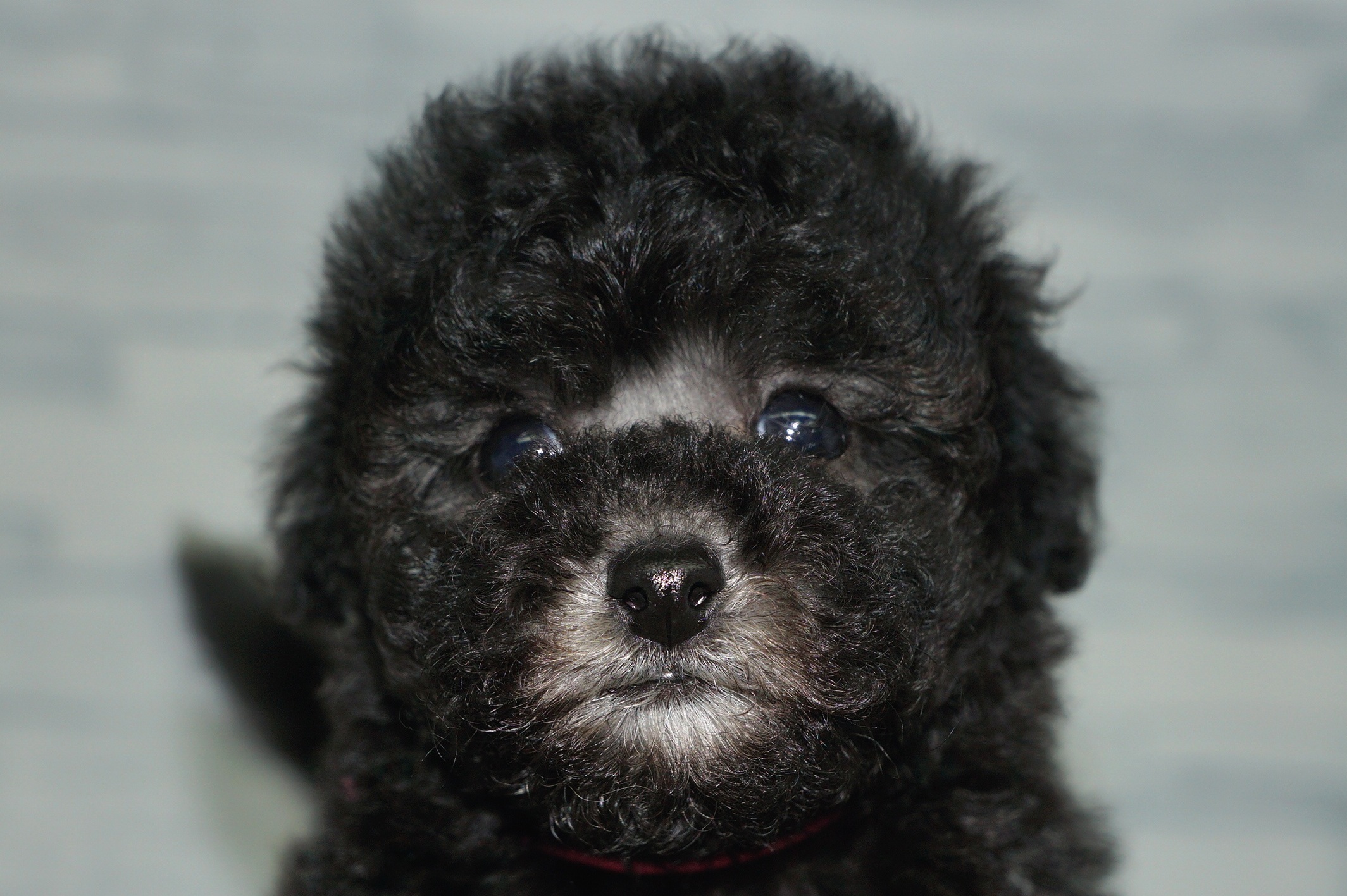 神奈川県のトイプードル(トイ) (きくちペット湘南平塚店/2025年10月5日生まれ/女の子/シルバー)の子犬の1枚目の画像