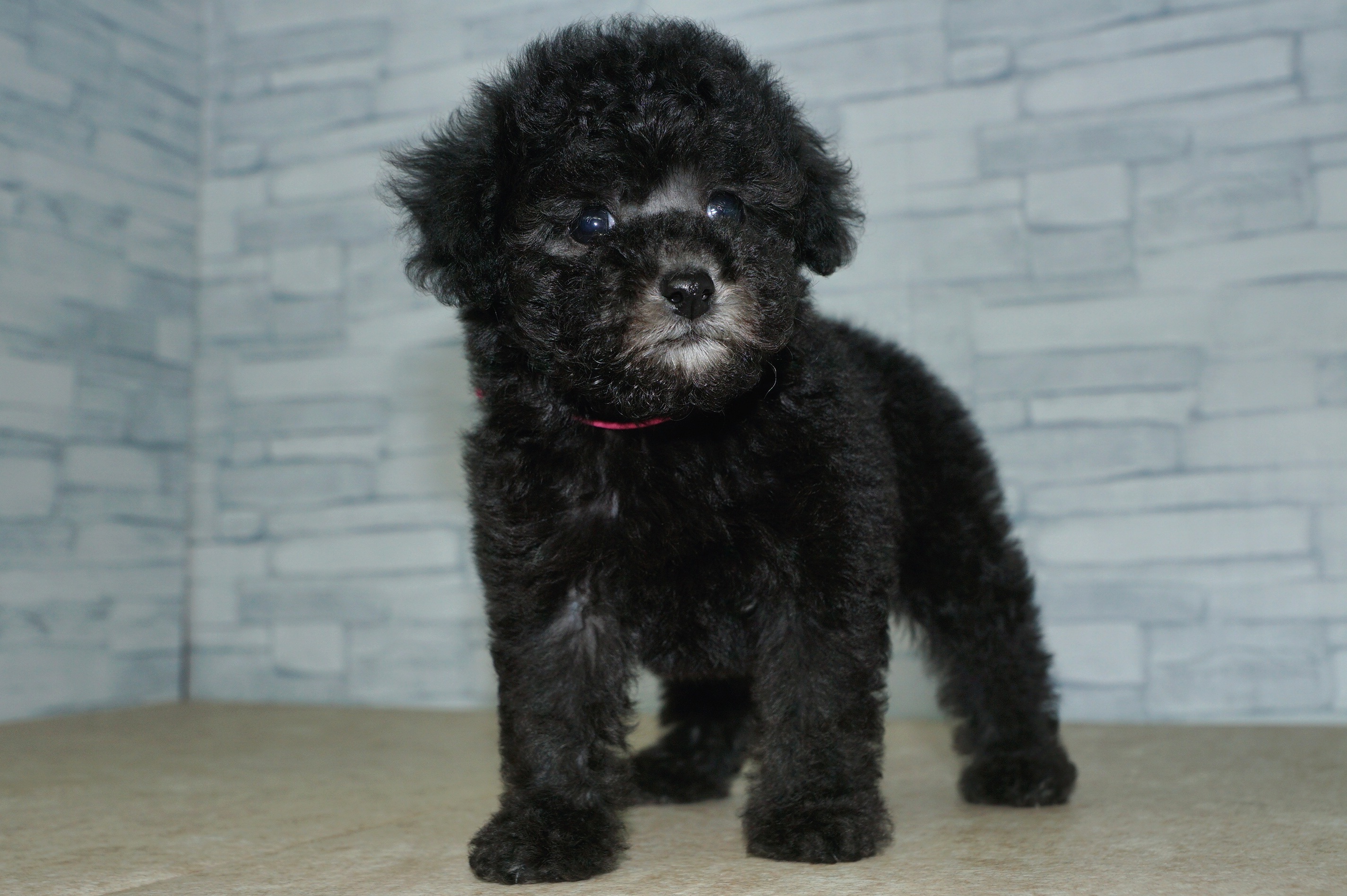 神奈川県のトイプードル(トイ) (きくちペット湘南平塚店/2025年10月5日生まれ/女の子/シルバー)の子犬の4枚目の画像