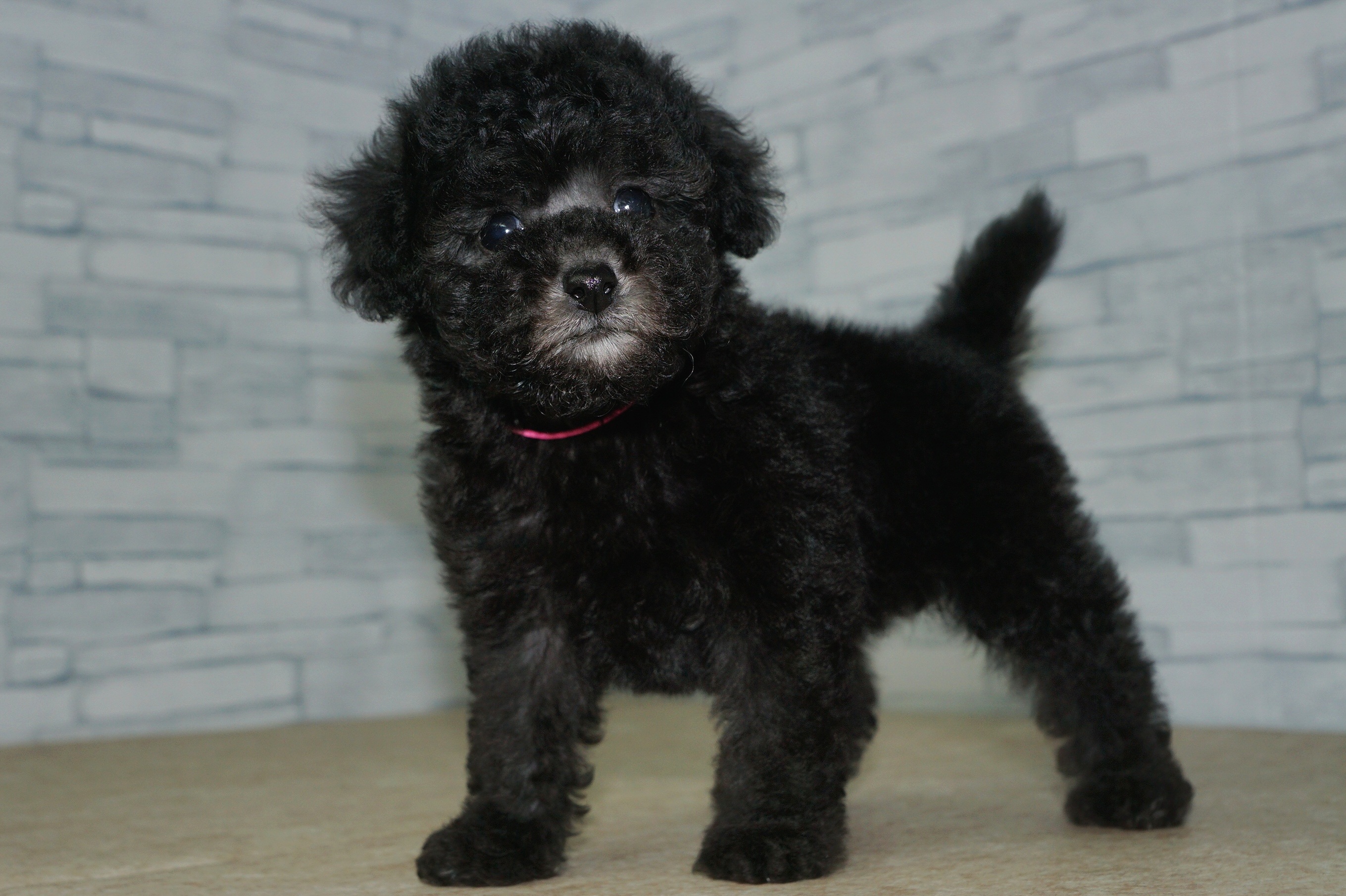 神奈川県のトイプードル(トイ) (きくちペット湘南平塚店/2025年10月5日生まれ/女の子/シルバー)の子犬の3枚目の画像