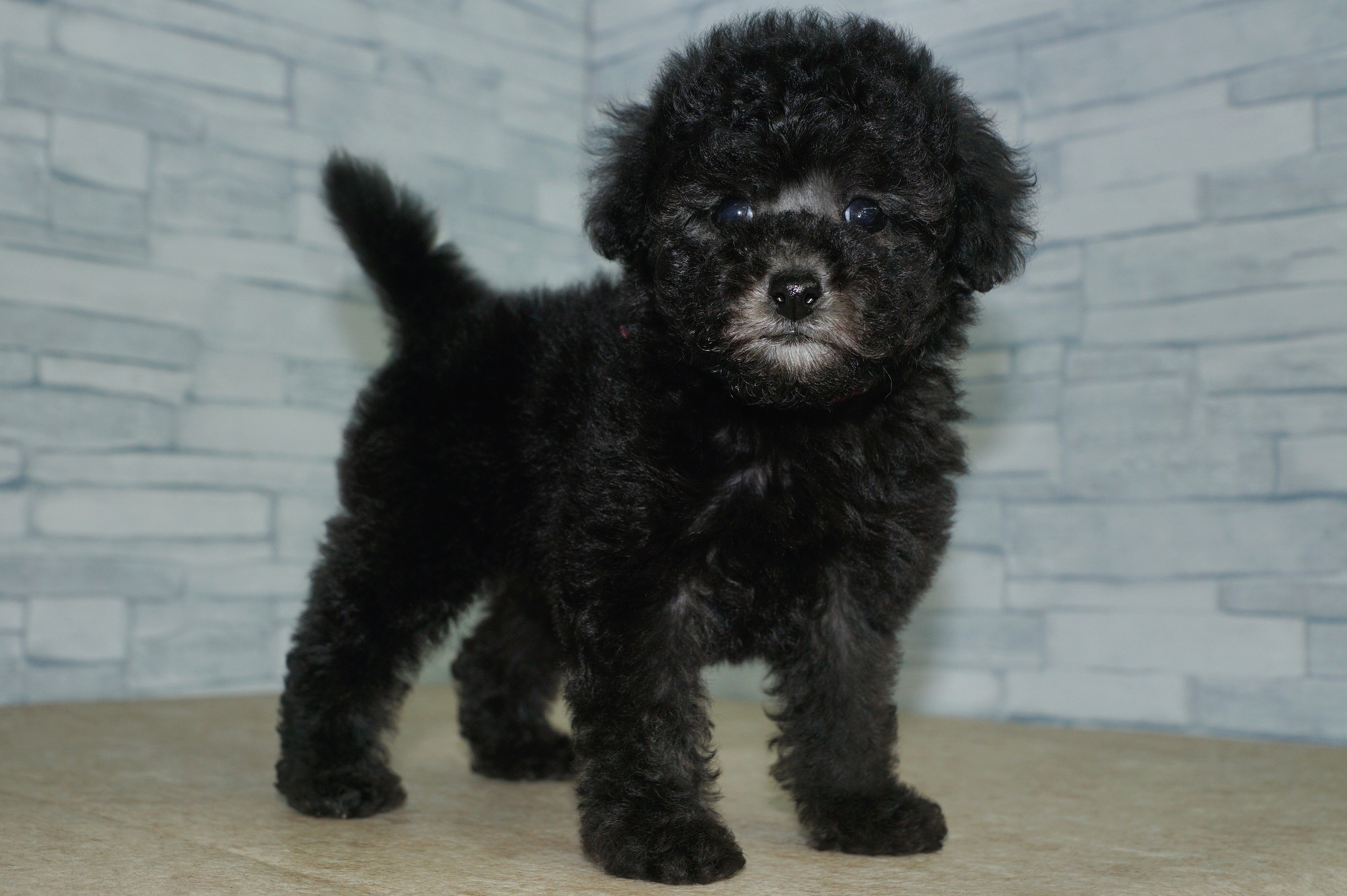 神奈川県のトイプードル(トイ) (きくちペット湘南平塚店/2025年10月5日生まれ/女の子/シルバー)の子犬の2枚目の画像