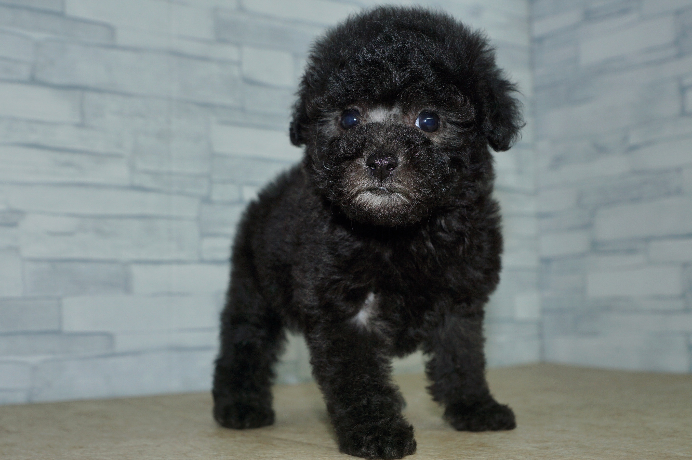 神奈川県のトイプードル(トイ) (きくちペット湘南平塚店/2025年10月5日生まれ/女の子/シルバー)の子犬の2枚目の画像