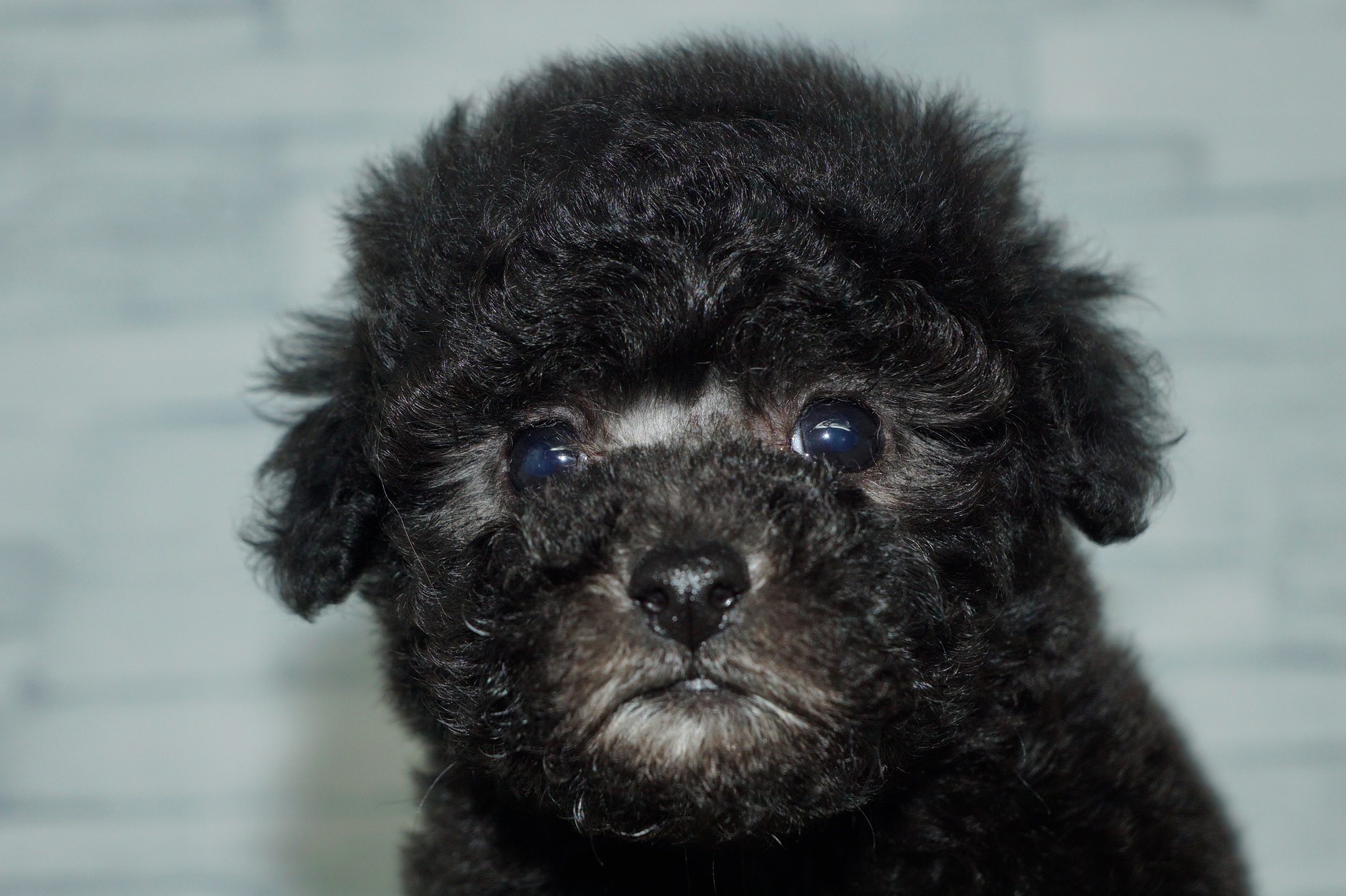 神奈川県のトイプードル(トイ) (きくちペット湘南平塚店/2025年10月5日生まれ/女の子/シルバー)の子犬の1枚目の画像