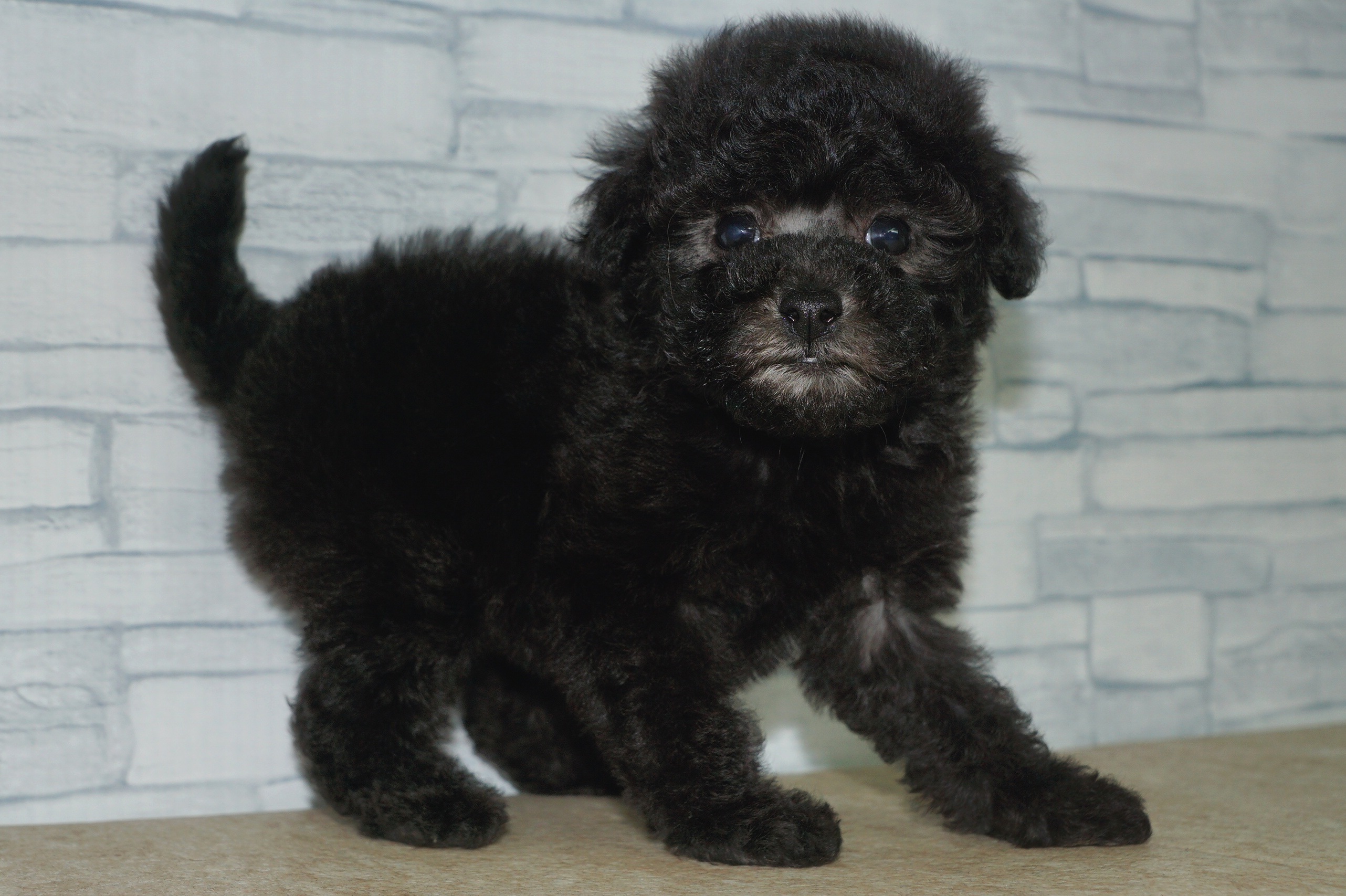 神奈川県のトイプードル(トイ) (きくちペット湘南平塚店/2025年10月5日生まれ/女の子/シルバー)の子犬の3枚目の画像