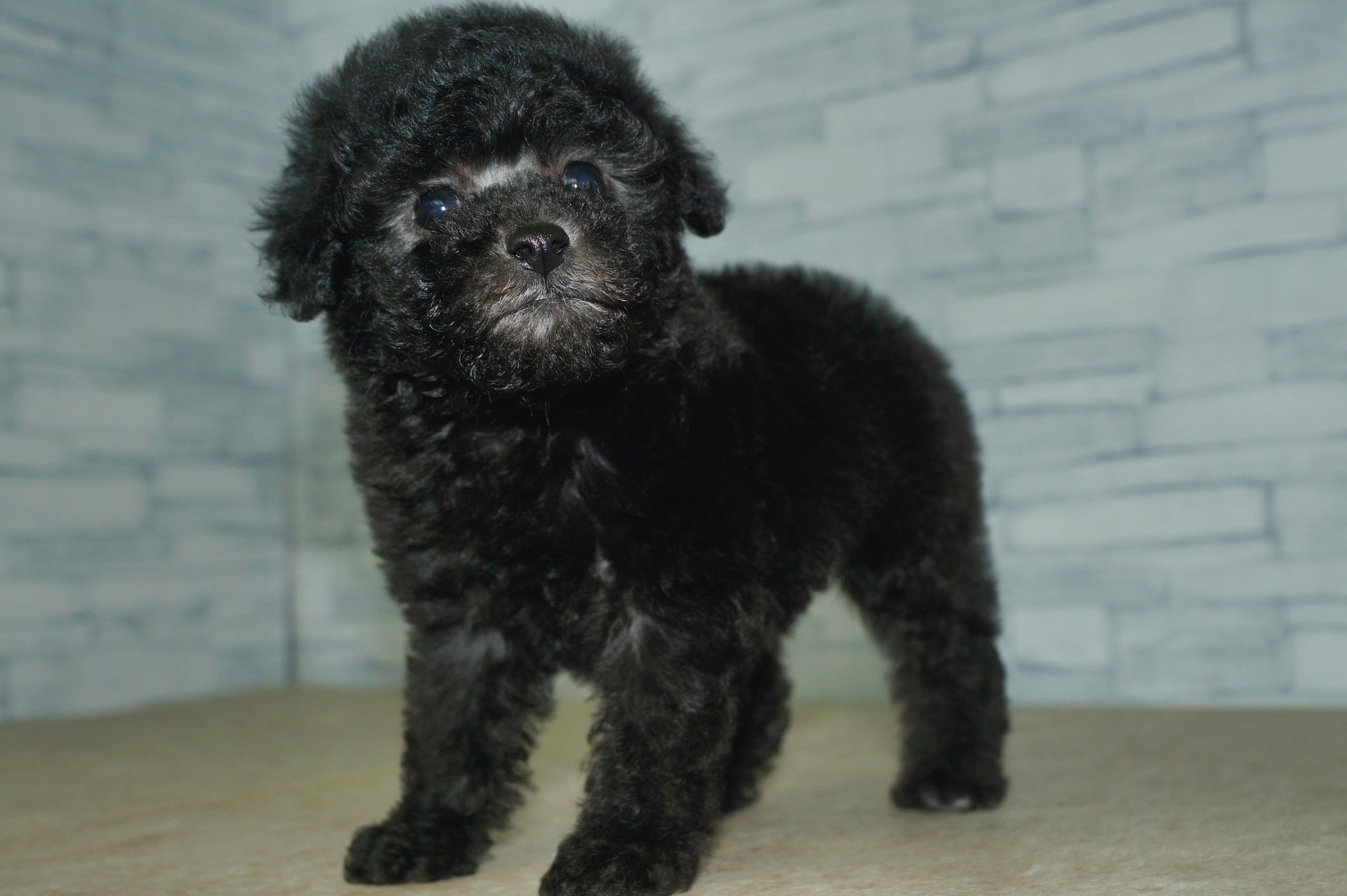 神奈川県のトイプードル(トイ) (きくちペット湘南平塚店/2025年10月5日生まれ/女の子/シルバー)の子犬の4枚目の画像