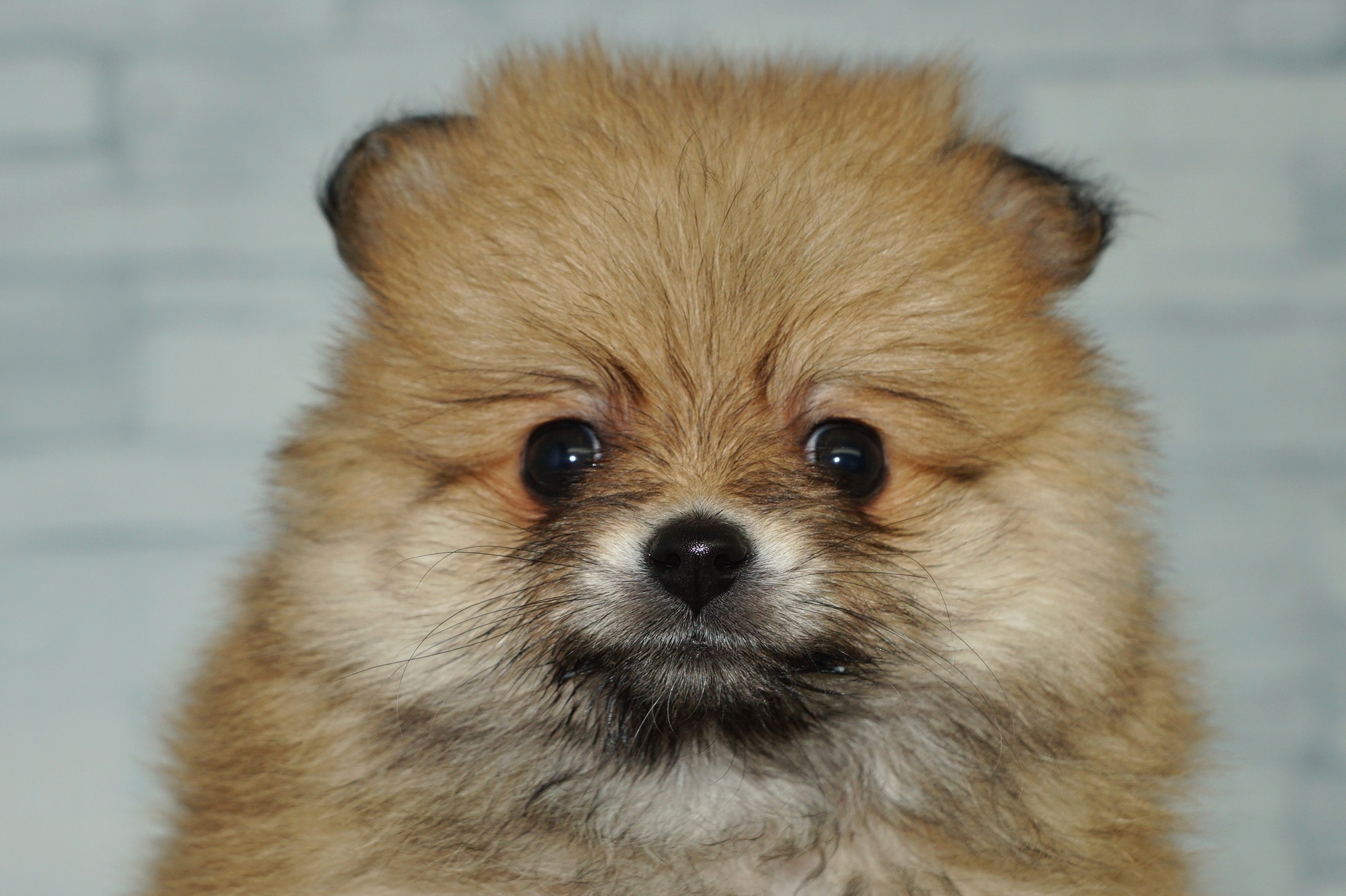 神奈川県のポメラニアン (きくちペット湘南平塚店/2025年10月4日生まれ/女の子/オレンジ)の子犬の1枚目の画像