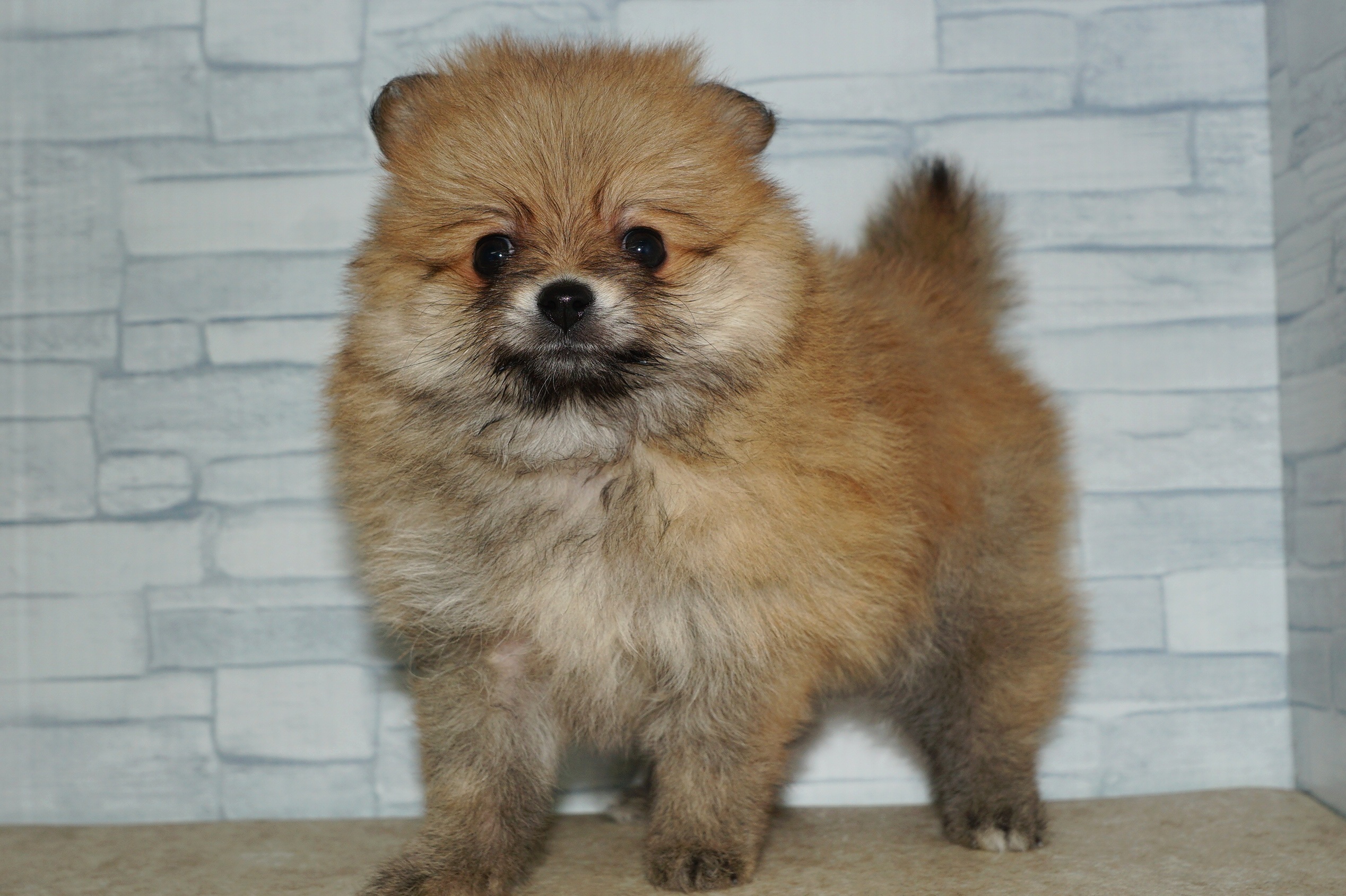 神奈川県のポメラニアン (きくちペット湘南平塚店/2025年10月4日生まれ/女の子/オレンジ)の子犬の2枚目の画像