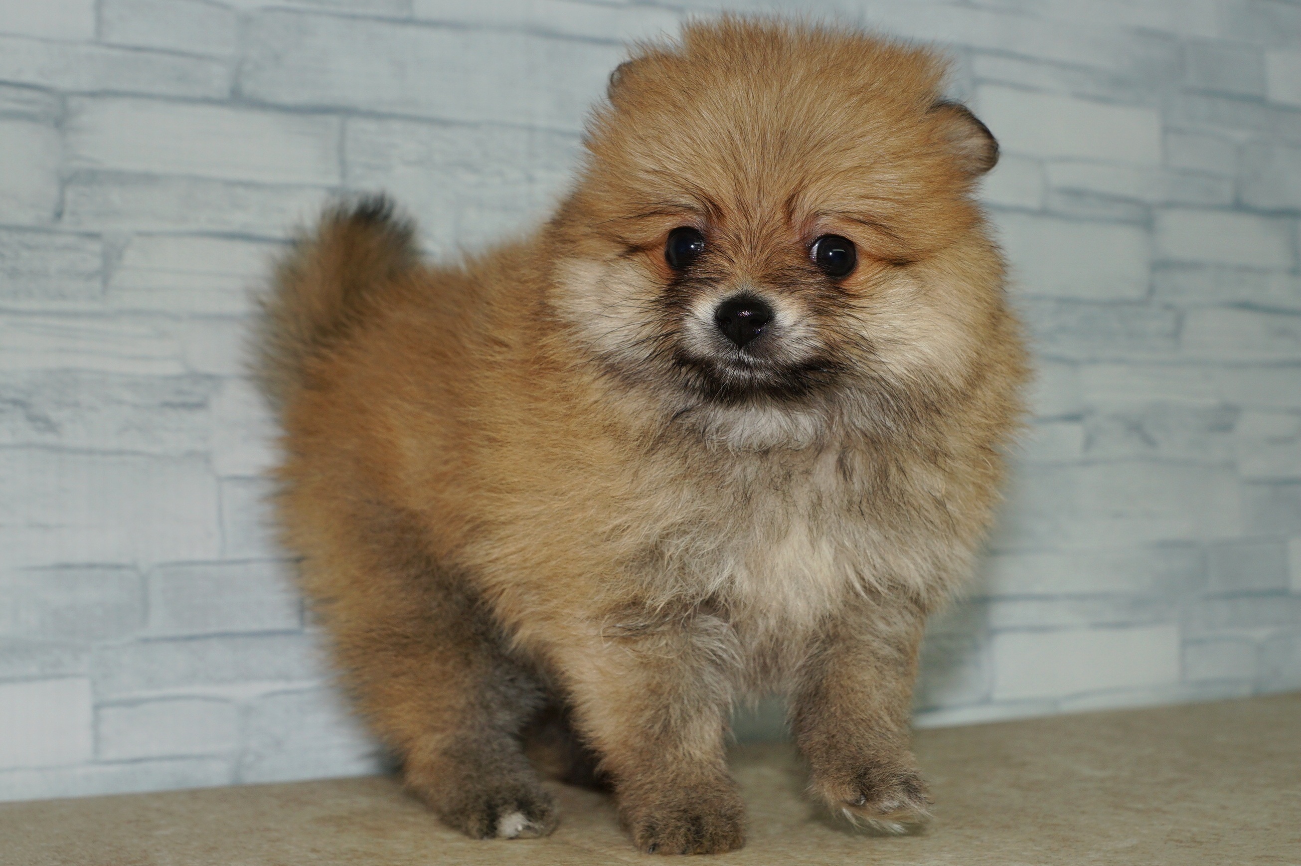 神奈川県のポメラニアン (きくちペット湘南平塚店/2025年10月4日生まれ/女の子/オレンジ)の子犬の4枚目の画像