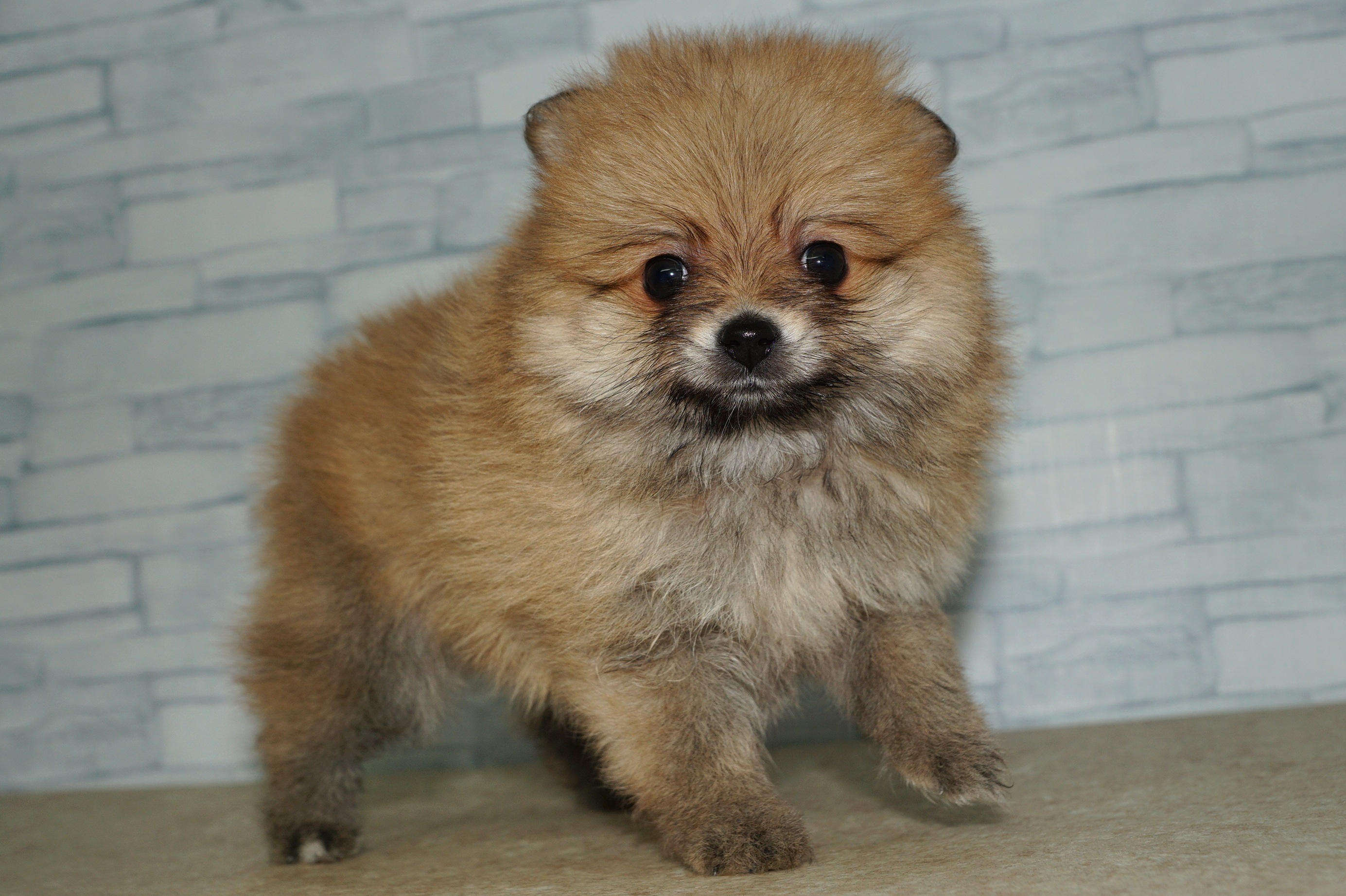 神奈川県のポメラニアン (きくちペット湘南平塚店/2025年10月4日生まれ/女の子/オレンジ)の子犬の3枚目の画像