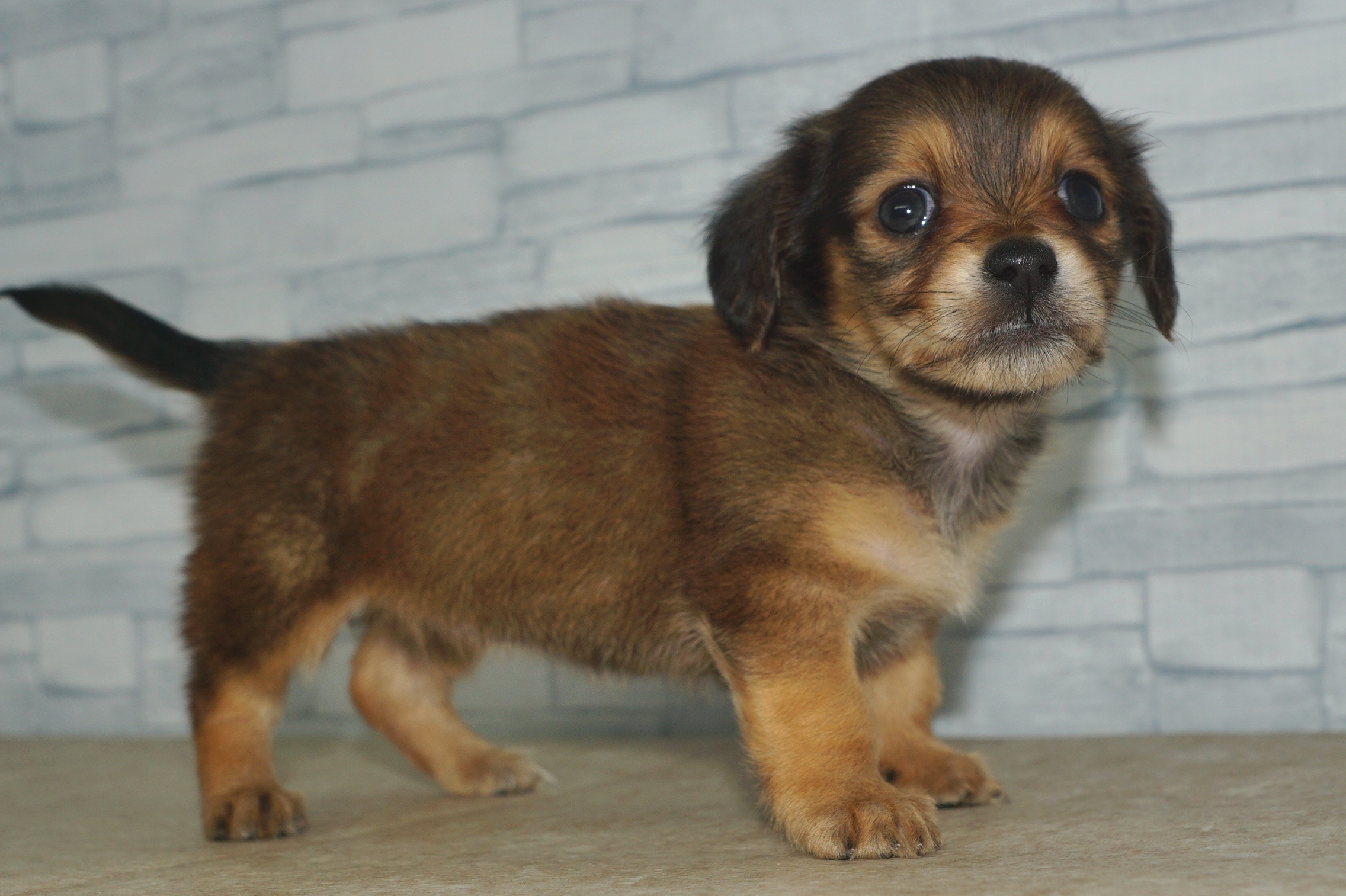 神奈川県のチワックス(チワワ×ダックス) (きくちペット湘南平塚店/2025年10月1日生まれ/女の子/レッド)の子犬の3枚目の画像