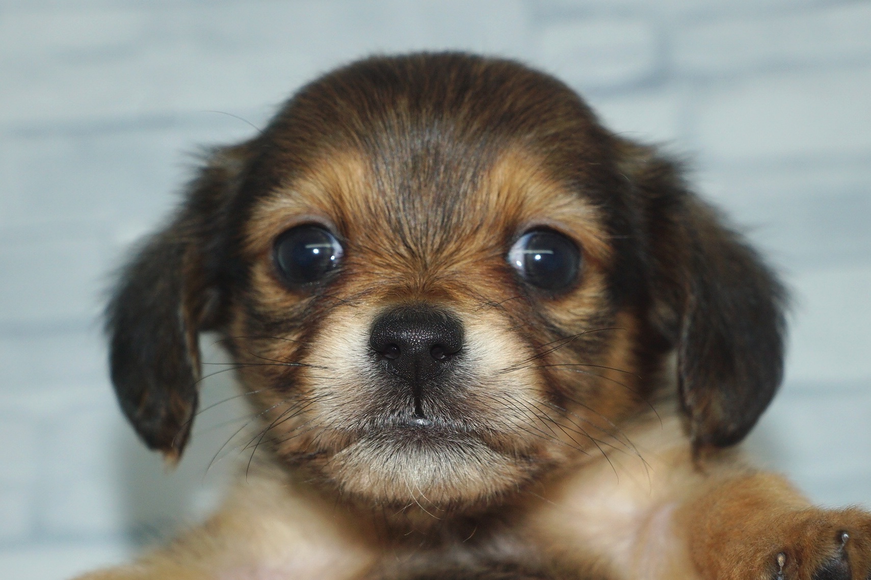 神奈川県のチワックス(チワワ×ダックス) (きくちペット湘南平塚店/2025年10月1日生まれ/女の子/レッド)の子犬の1枚目の画像