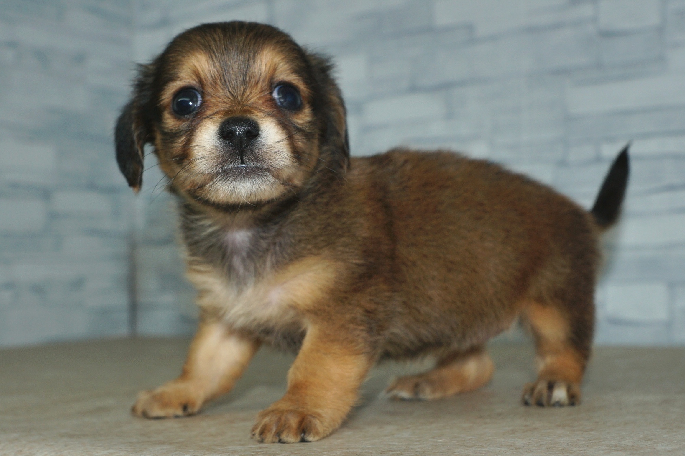 神奈川県のチワックス(チワワ×ダックス) (きくちペット湘南平塚店/2025年10月1日生まれ/女の子/レッド)の子犬の4枚目の画像