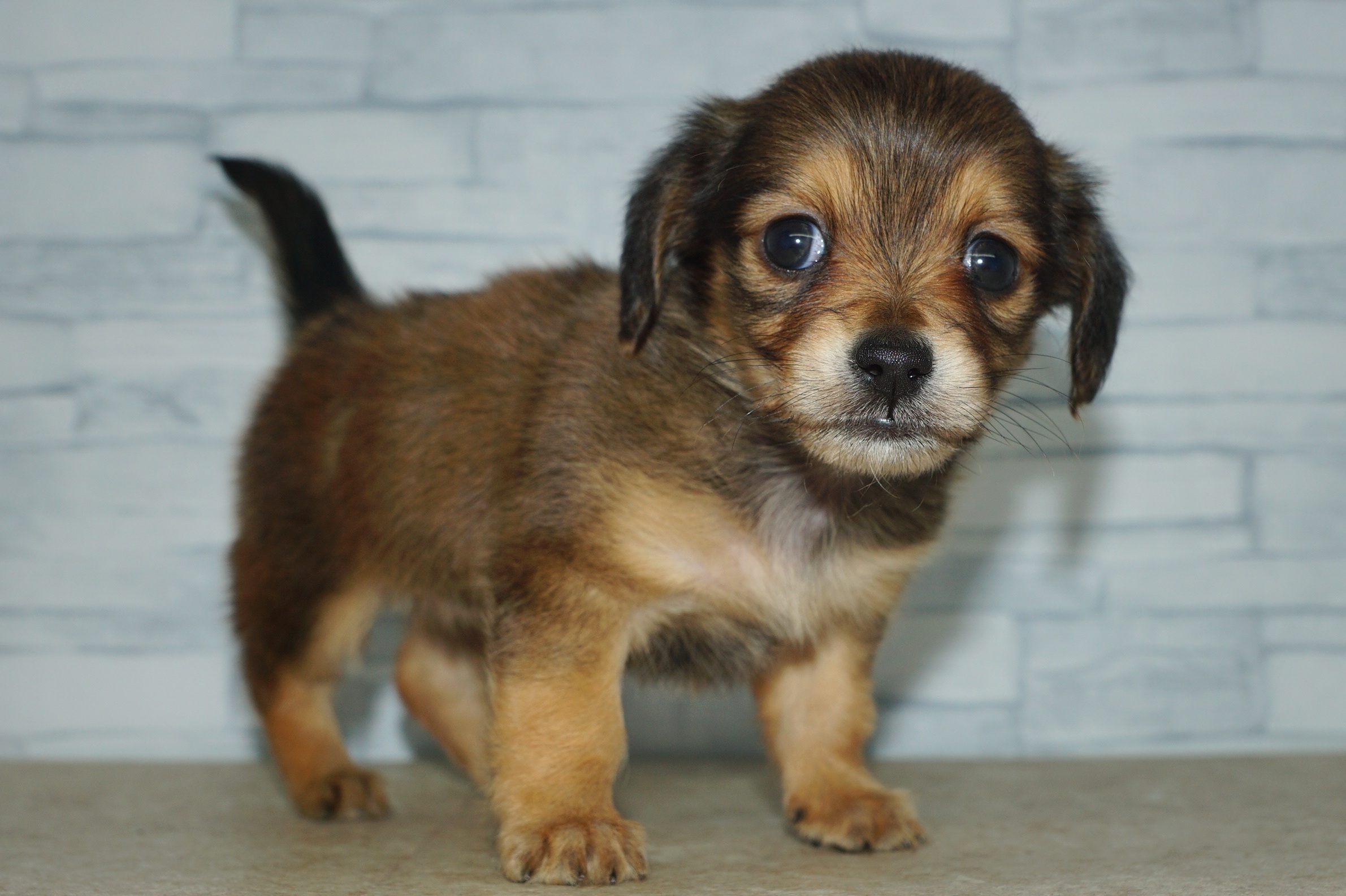 神奈川県のチワックス(チワワ×ダックス) (きくちペット湘南平塚店/2025年10月1日生まれ/女の子/レッド)の子犬の2枚目の画像