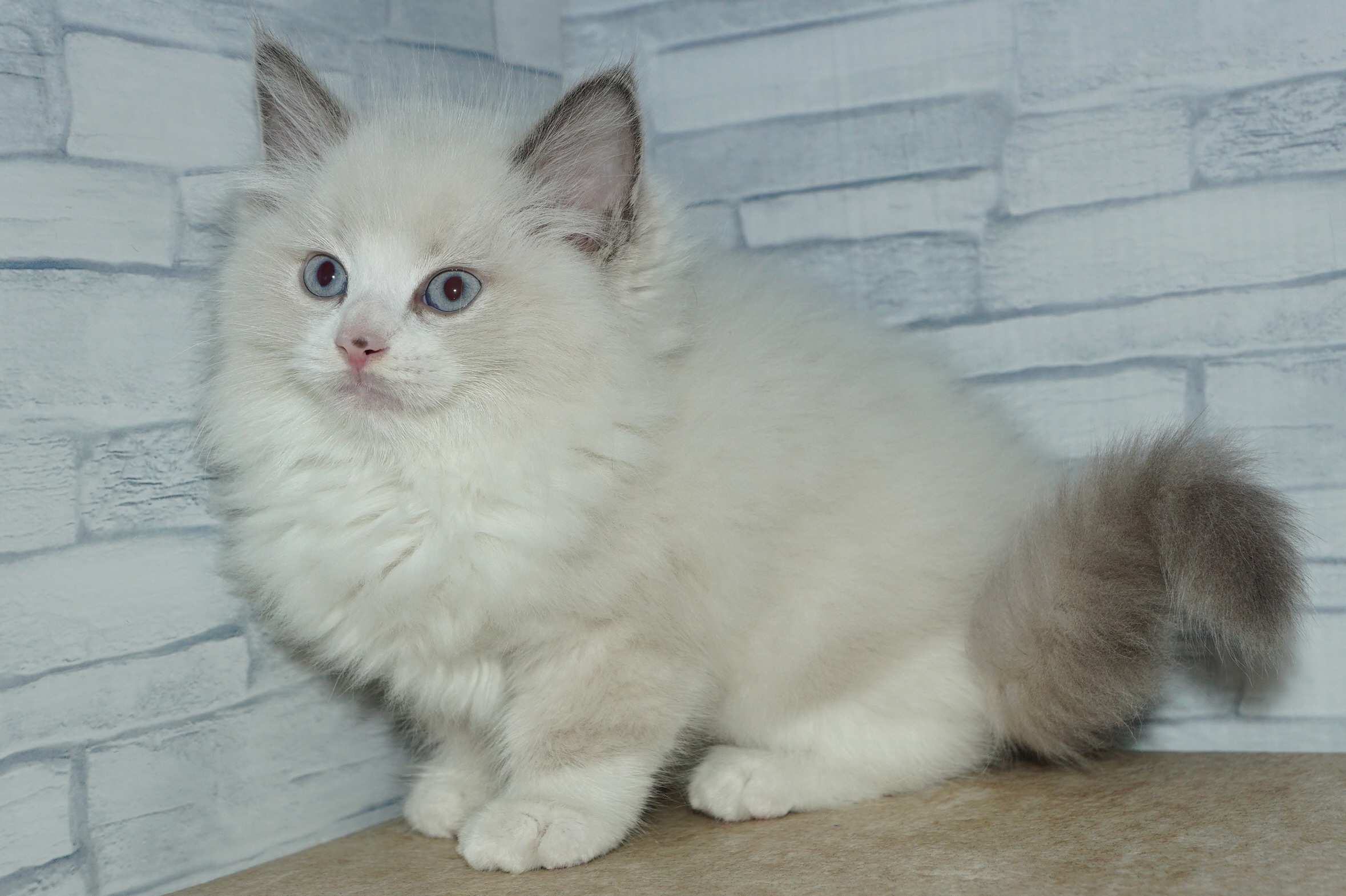 神奈川県のラグドール (きくちペット湘南平塚店/2025年10月4日生まれ/男の子/ブルーポイントバイカラー)の子猫の2枚目の画像