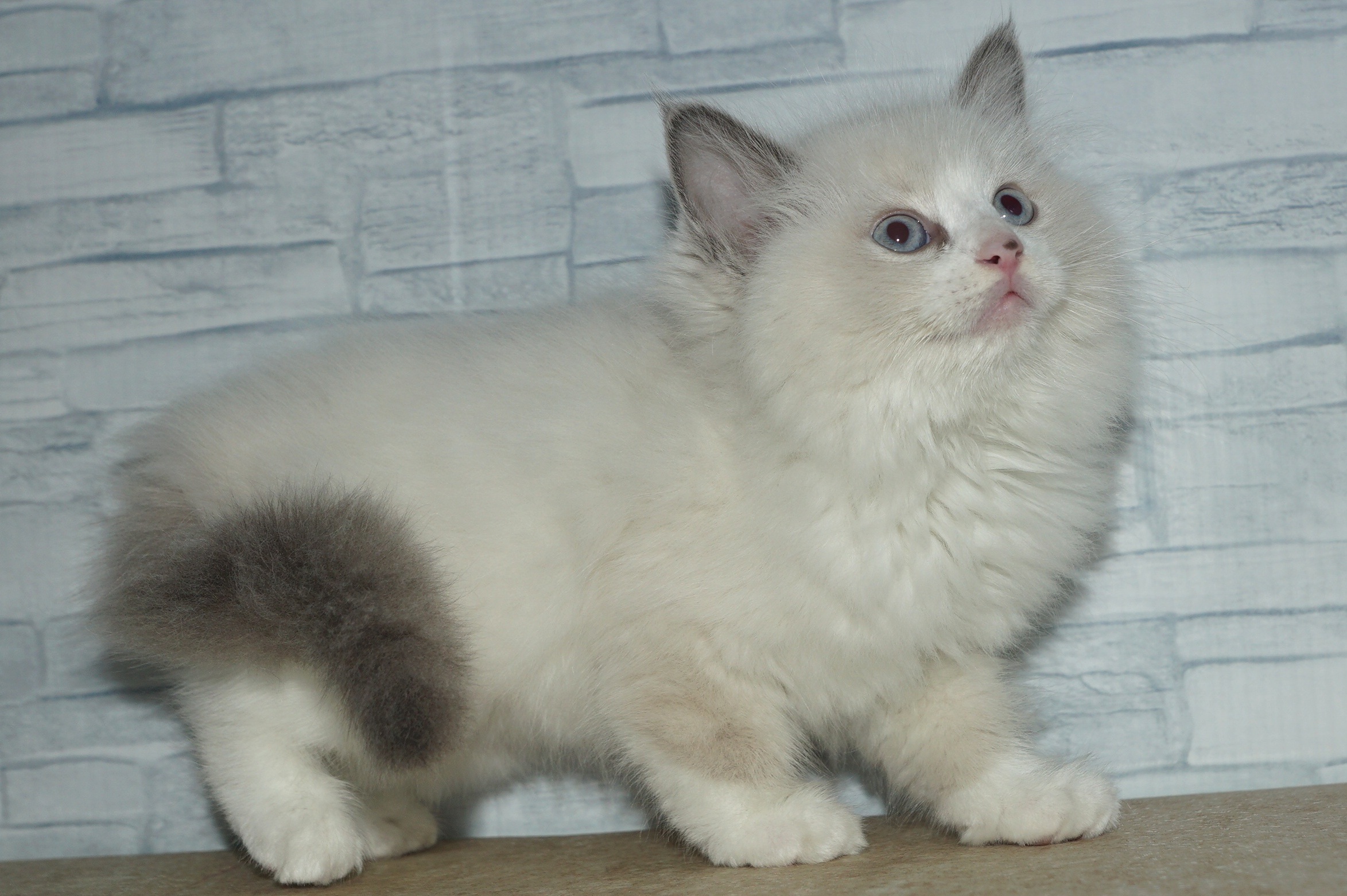 神奈川県のラグドール (きくちペット湘南平塚店/2025年10月4日生まれ/男の子/ブルーポイントバイカラー)の子猫の4枚目の画像