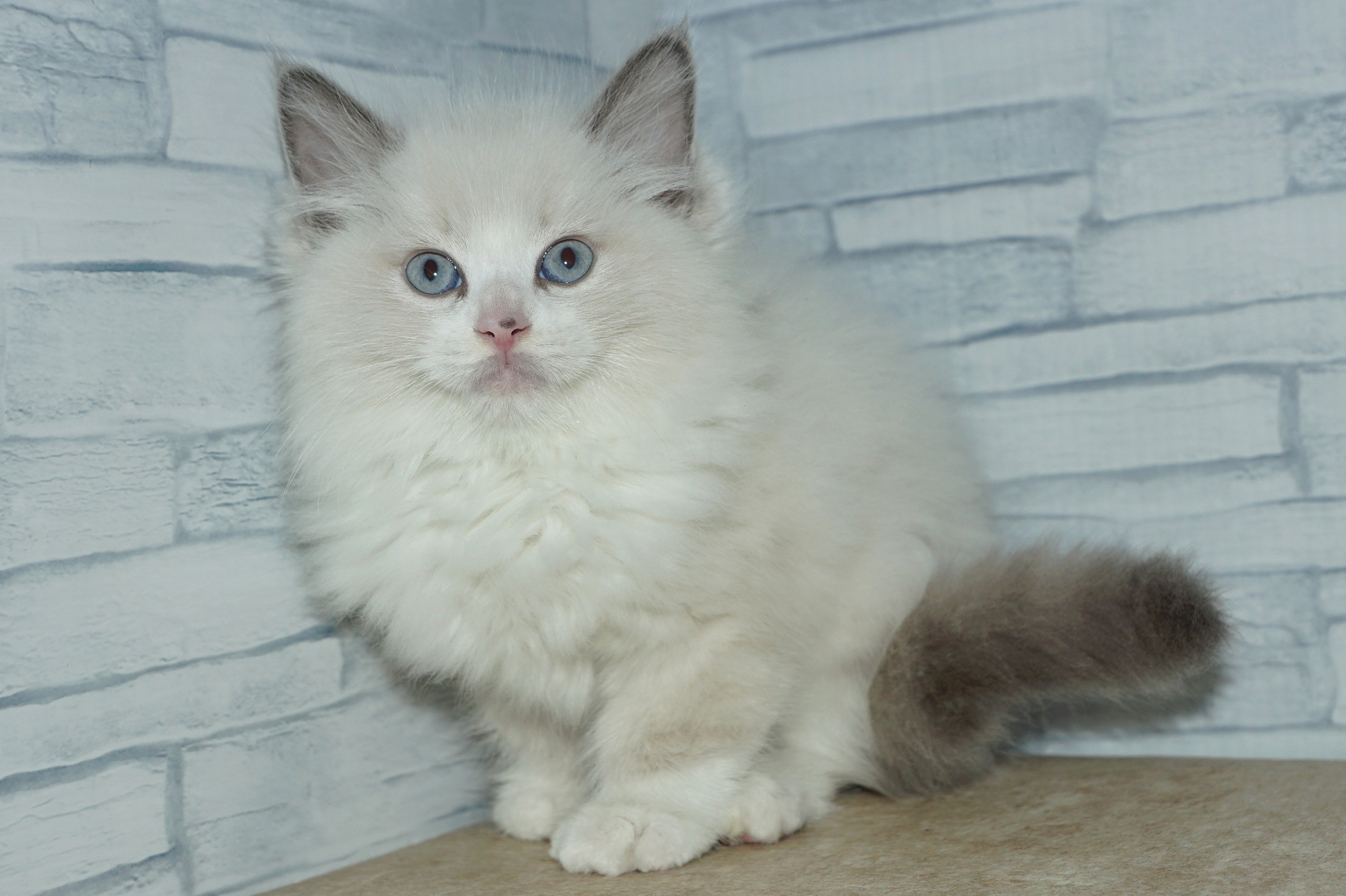 神奈川県のラグドール (きくちペット湘南平塚店/2025年10月4日生まれ/男の子/ブルーポイントバイカラー)の子猫の3枚目の画像