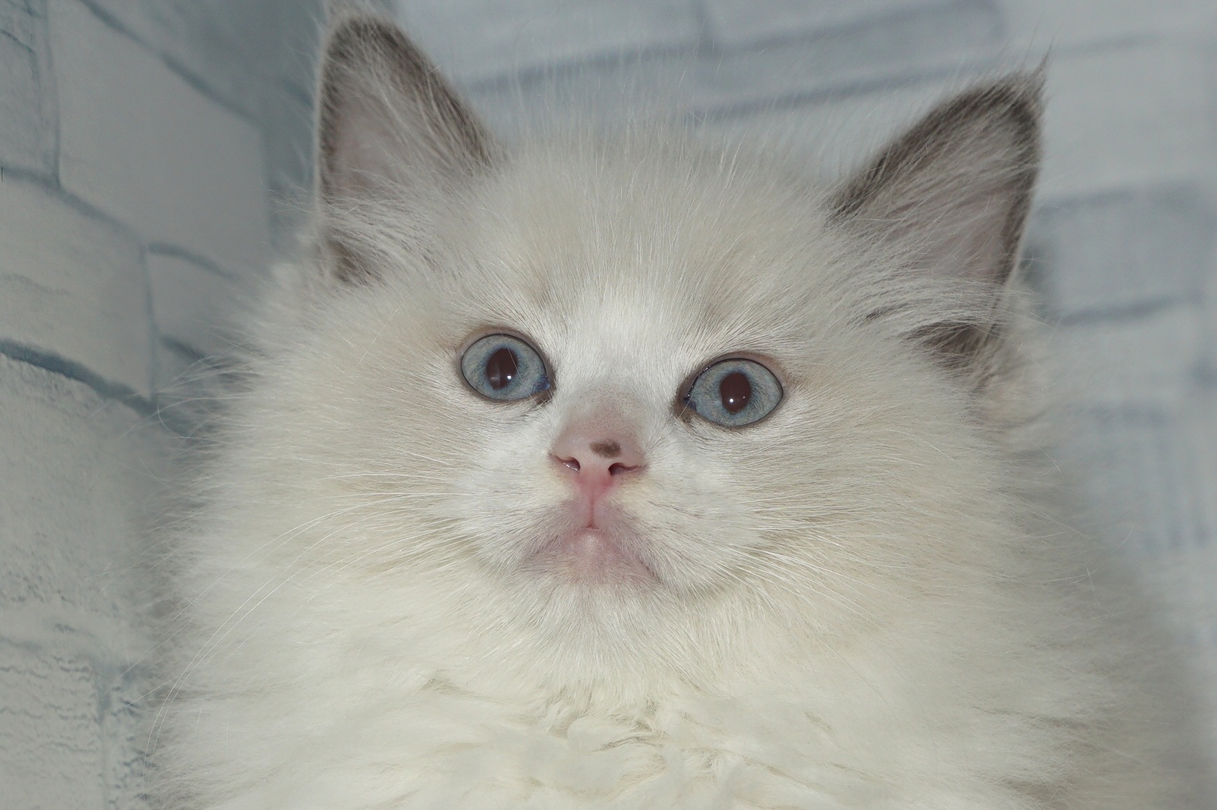 神奈川県のラグドール (きくちペット湘南平塚店/2025年10月4日生まれ/男の子/ブルーポイントバイカラー)の子猫の1枚目の画像