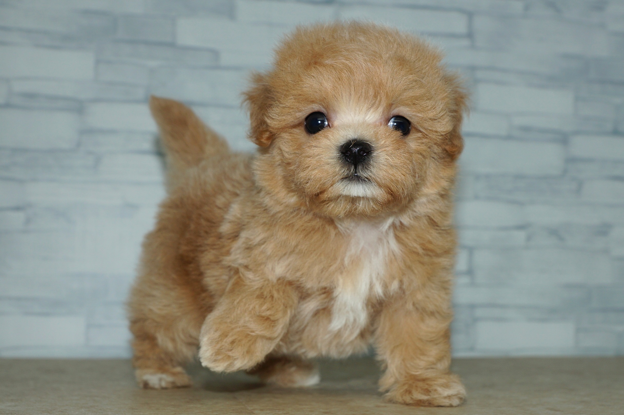 神奈川県のマルプー(マルチーズ×プードル) (きくちペット湘南平塚店/2025年10月4日生まれ/男の子/アプリコット)の子犬の2枚目の画像