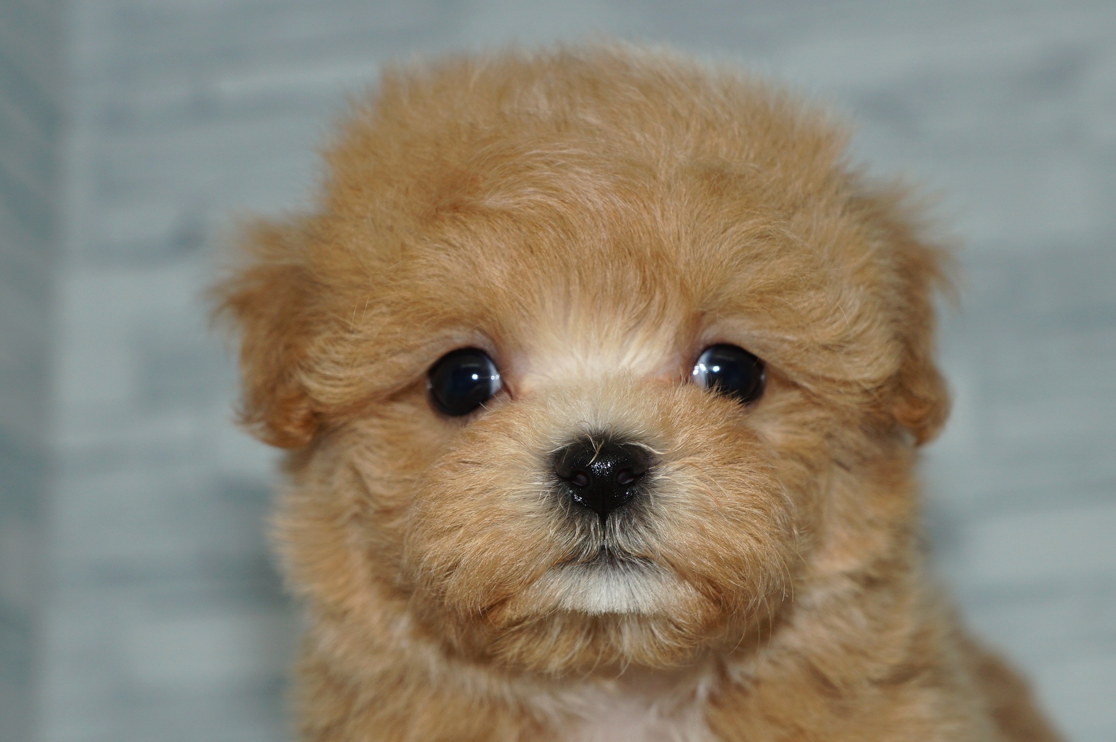 神奈川県のマルプー(マルチーズ×プードル) (きくちペット湘南平塚店/2025年10月4日生まれ/男の子/アプリコット)の子犬の1枚目の画像