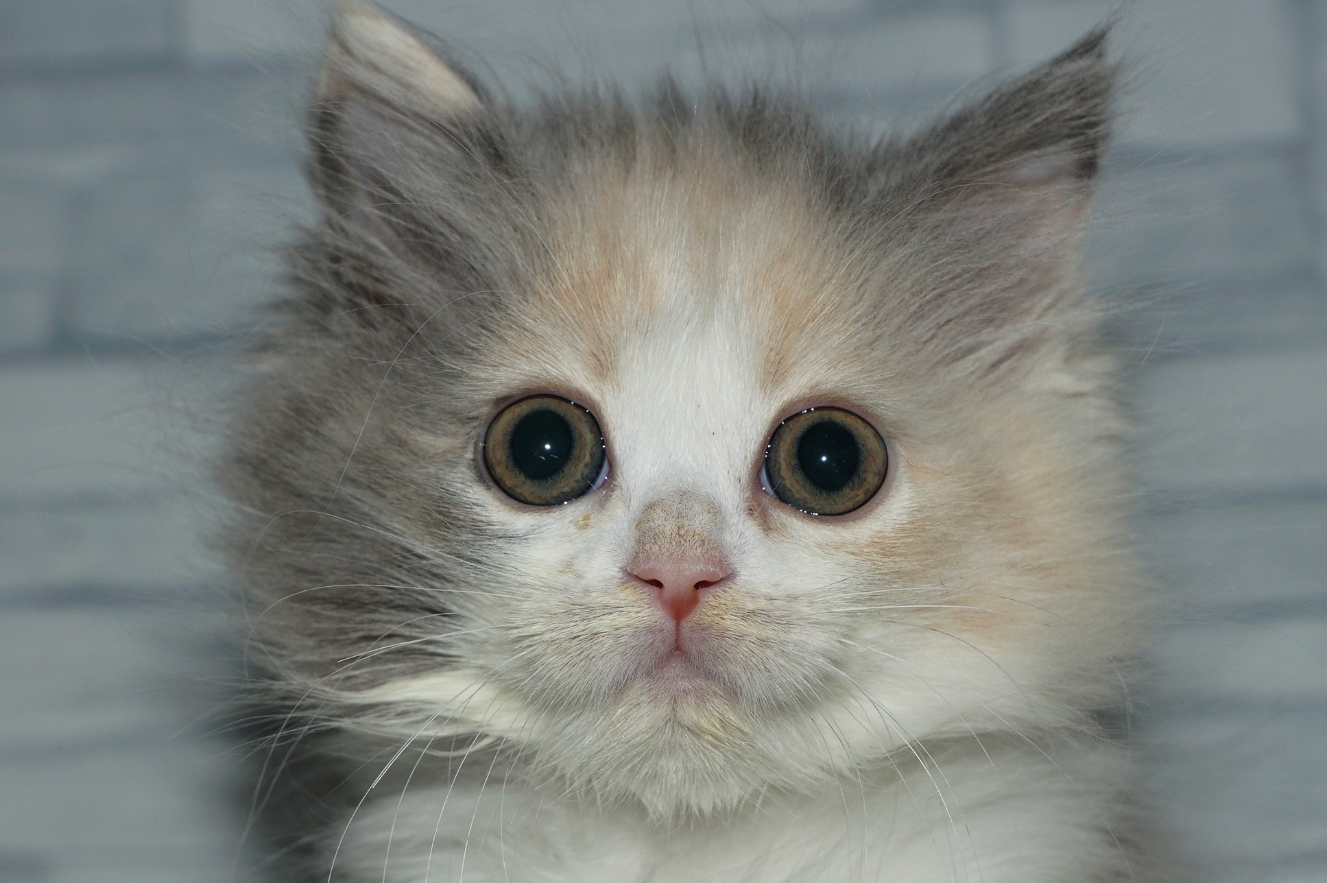 神奈川県のラガマフィン (きくちペット湘南平塚店/2025年10月6日生まれ/女の子/ダイリュートキャリコ)の子猫の1枚目の画像